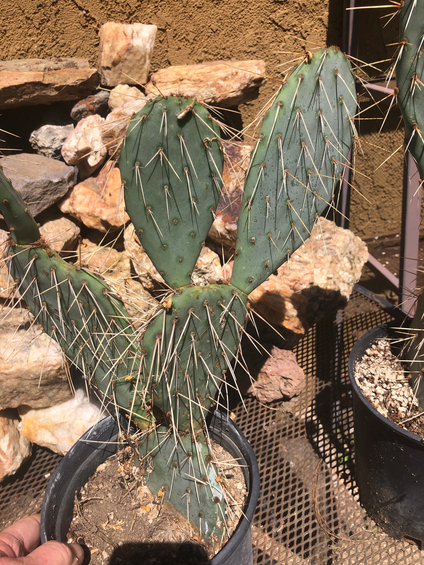 Opuntia engelmannii "White Thorned Prickly Pear" 21"Tall 13"Wide  #210W