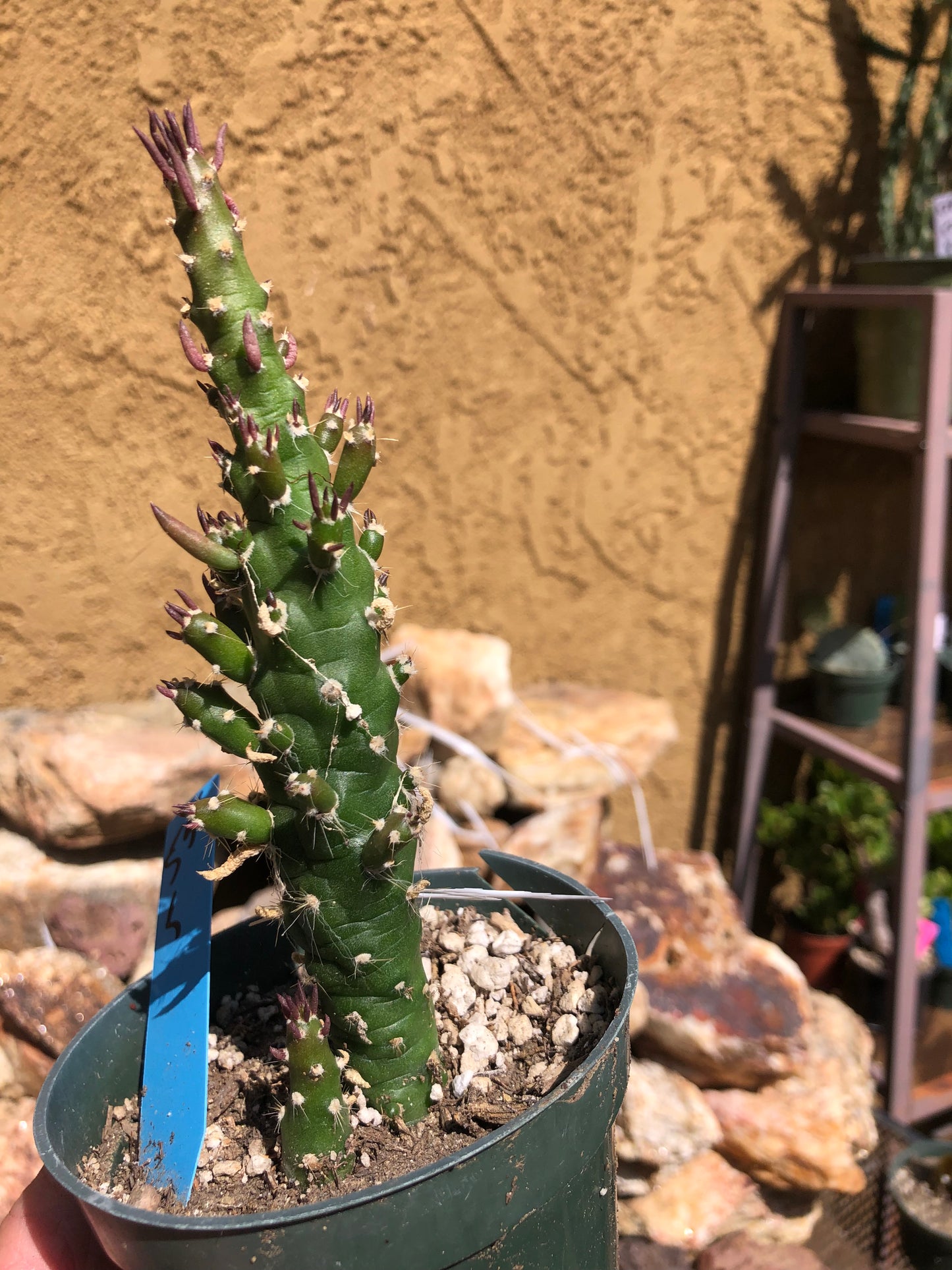 Austrocylindropuntia Cactus Gumbi Mini Eve's Needle 5"Tall  #55B
