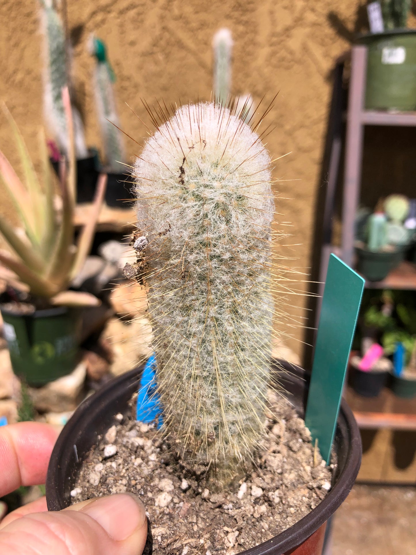 Cleistocactus Strausii Silver Torch Cactus 4”Tall #2G