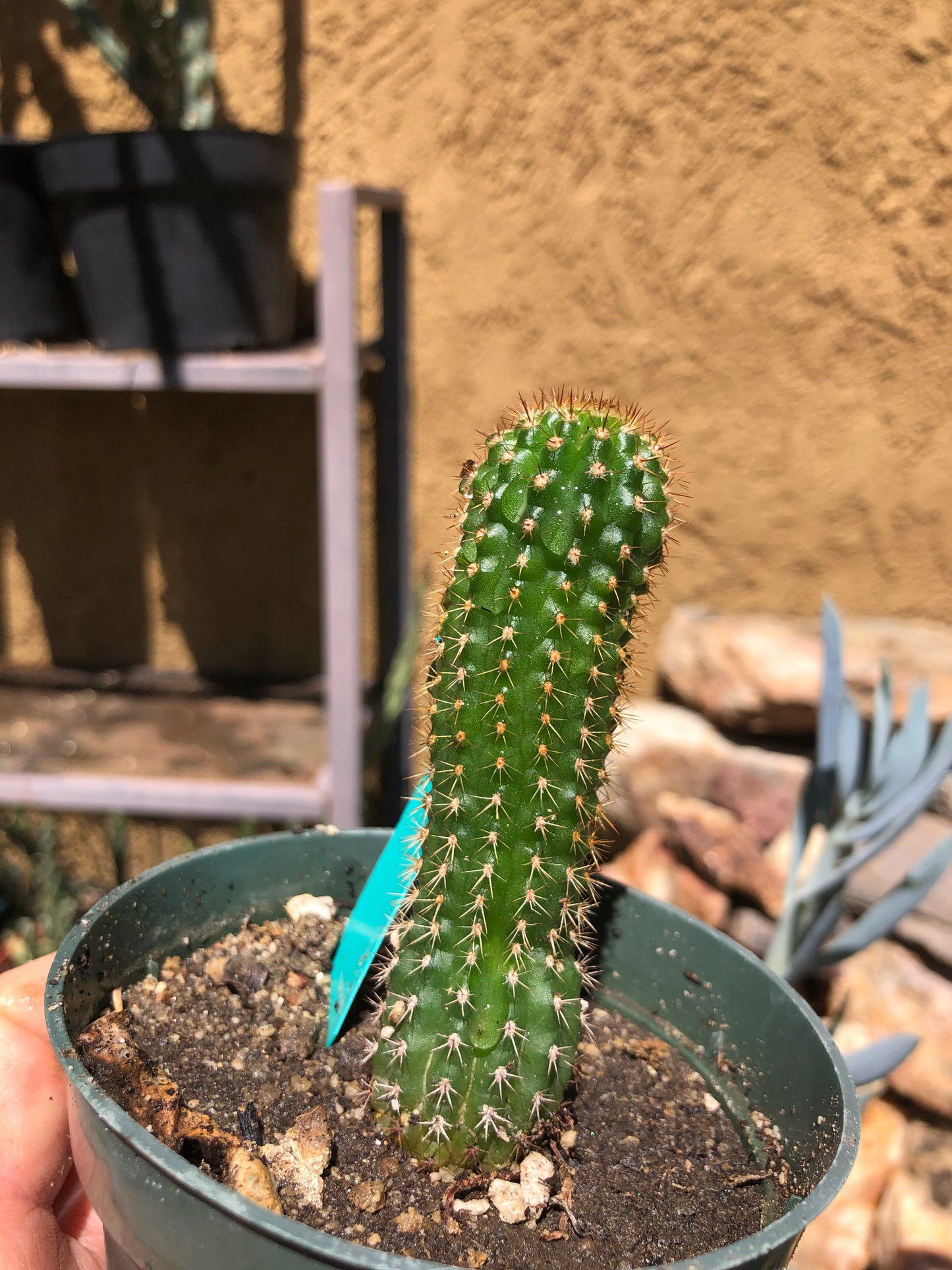 Trichocereus brevispinulosus Indian Comb Cactus 3"Tall #33G