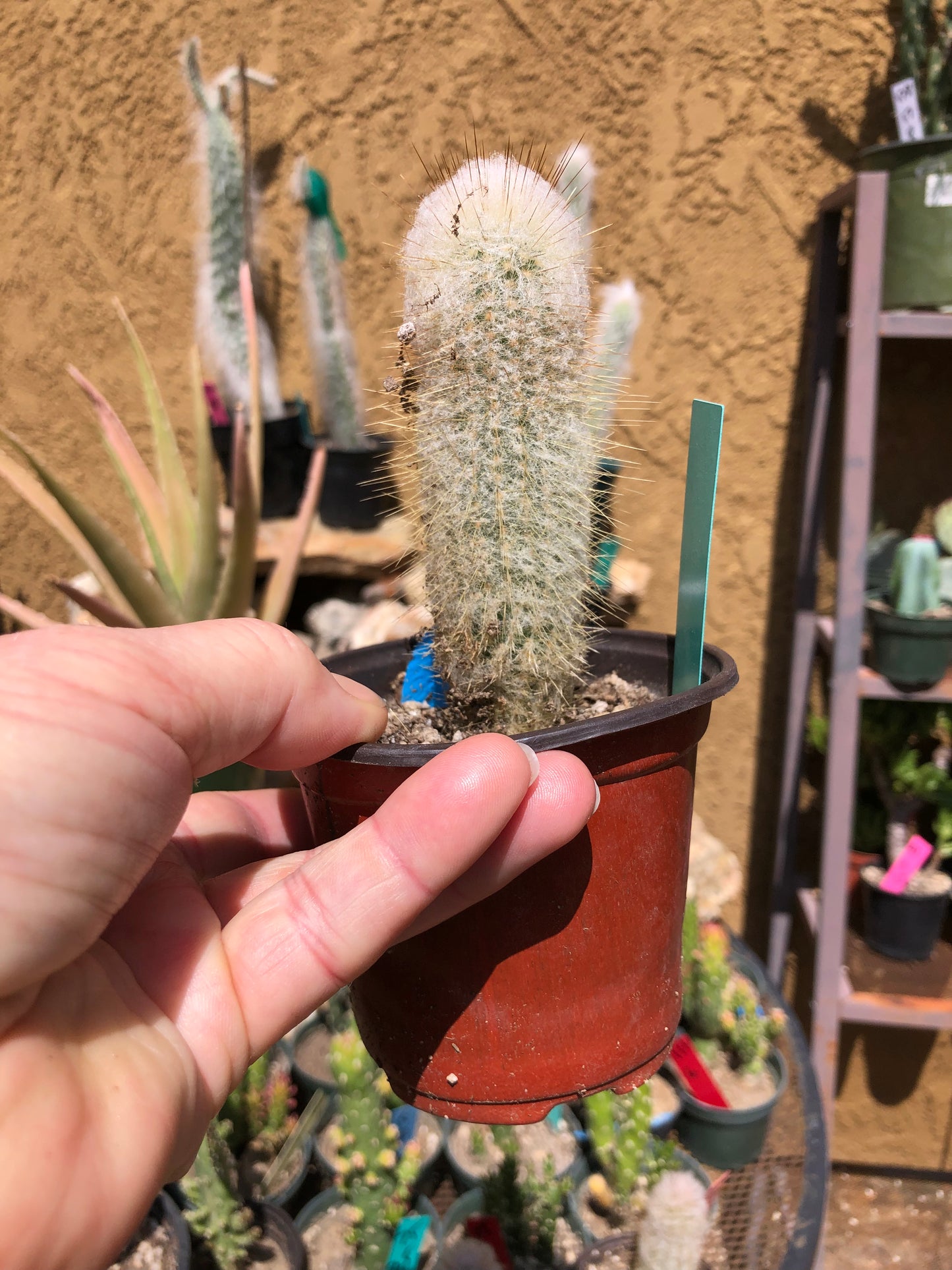 Cleistocactus Strausii Silver Torch Cactus 4”Tall #2G