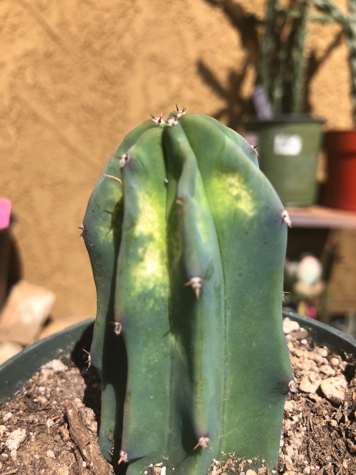 Myrtillocactus geometrizans Blue Myrtle Cactus 3"Tall #34P