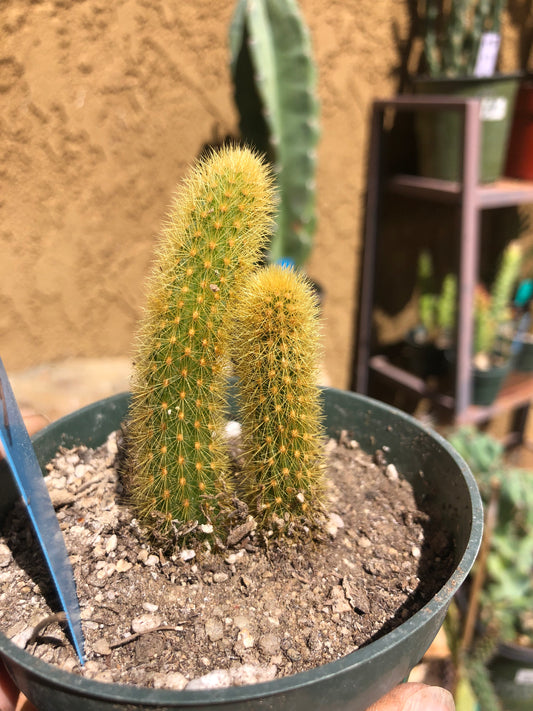 Cleistocactus winteri Golden Rat Tail Cactus 3”Tall #56B