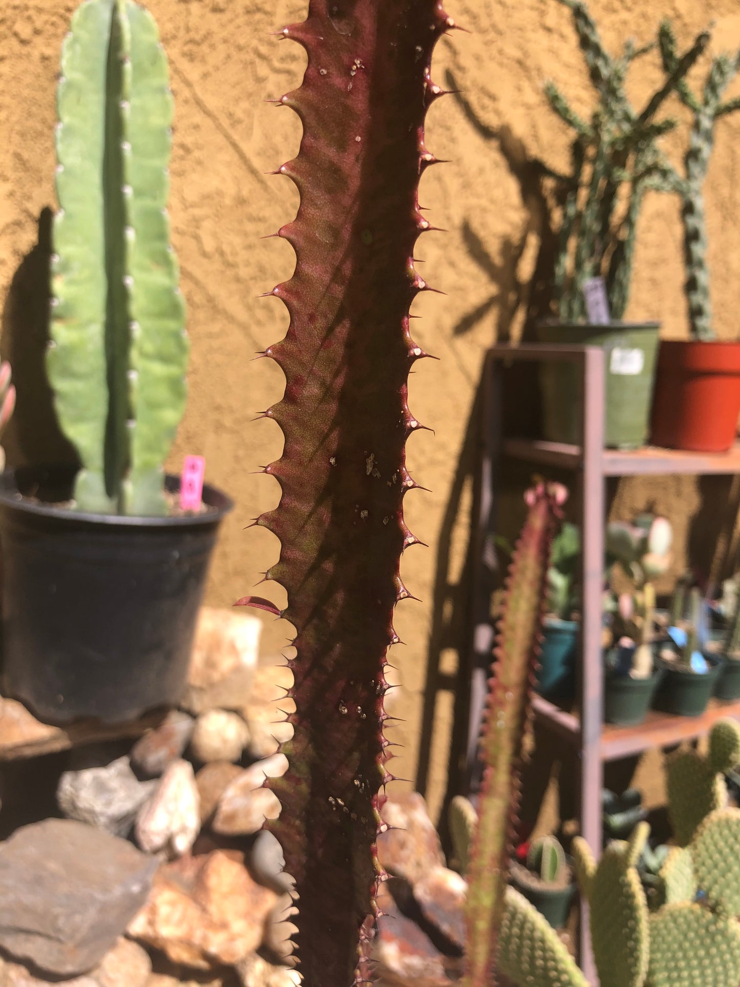 Euphorbia Royal Red Trigona 18”Tall #182P