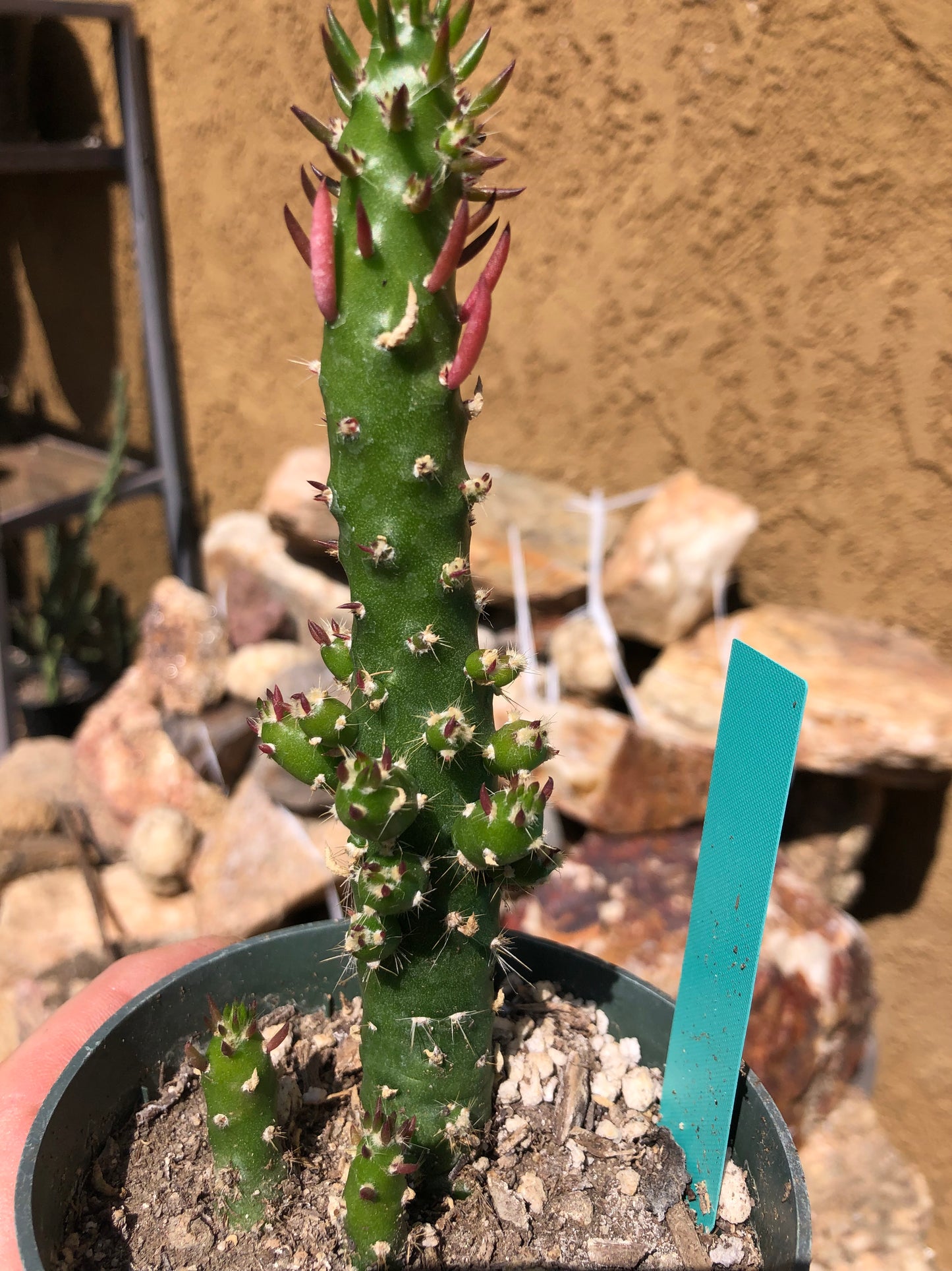 Austrocylindropuntia Cactus Gumbi Mini Eve's Needle 5"Tall  #50G