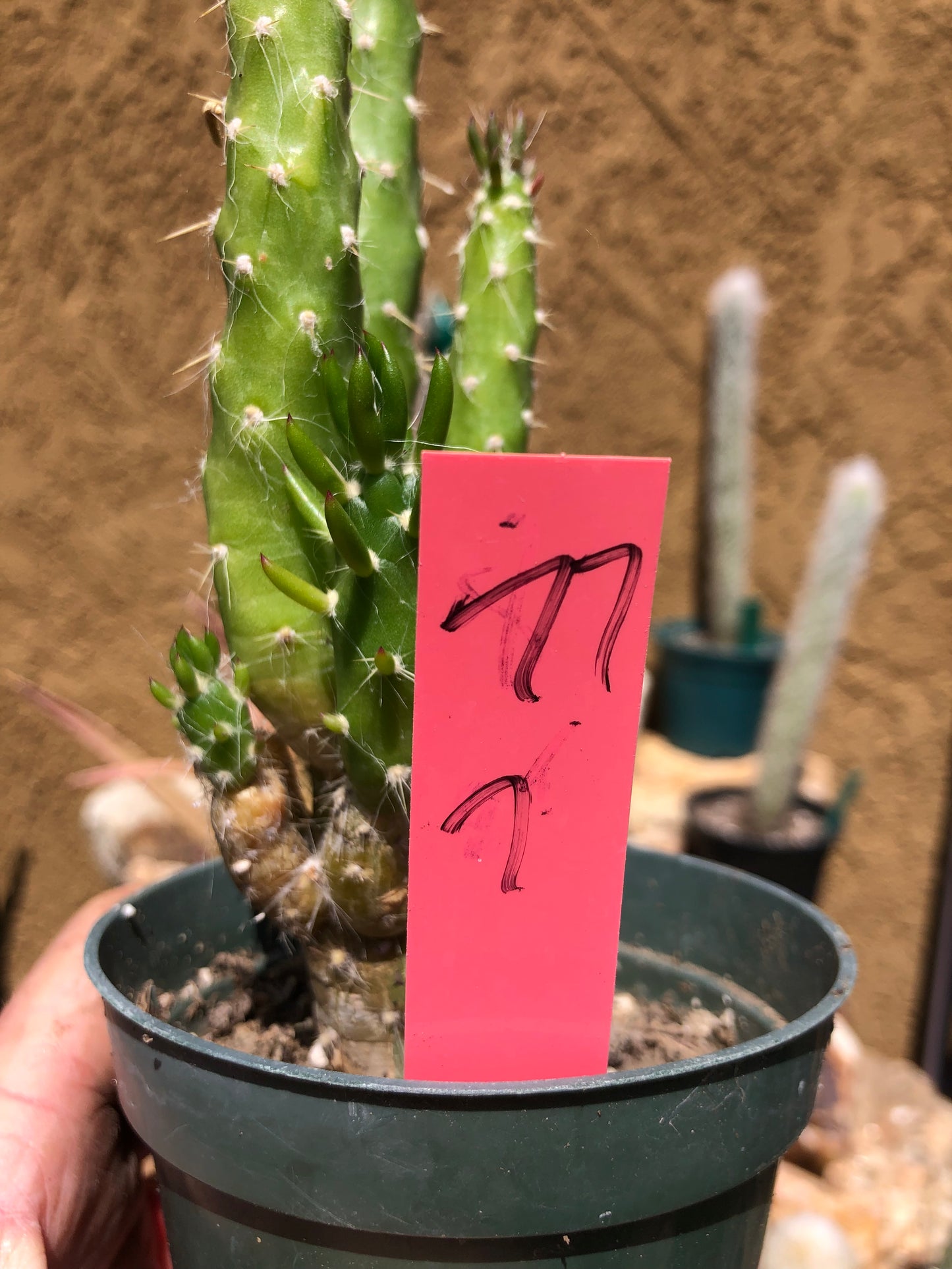 Austrocylindropuntia Cactus Gumbi Mini Eve's Needle 7"Tall #77R