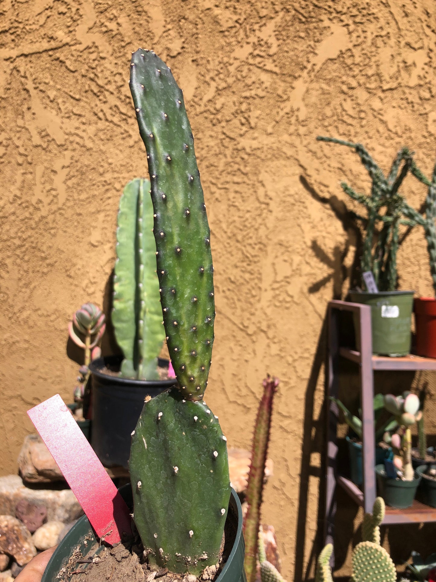 Opuntia canterae elata Cactus 10"Tall #101R