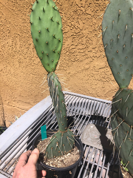 Opuntia engelmannii "Texas Prickly Pear" 17"Tall #171G