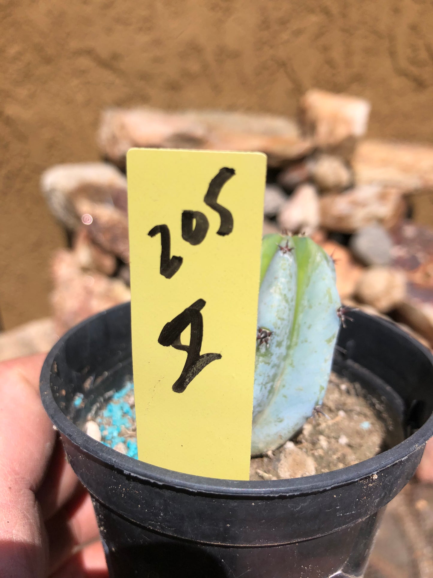 Myrtillocactus geometrizans Blue Myrtle Cactus 2"Tall #205Y