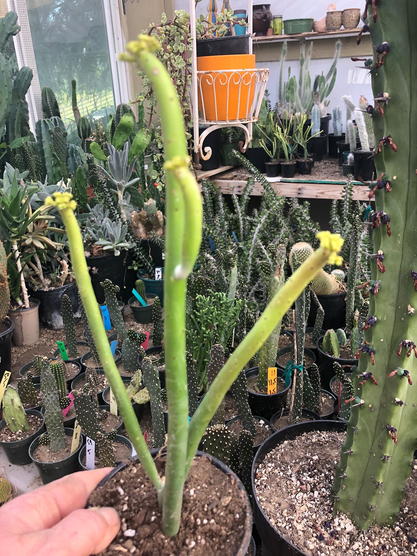 Euphorbia leucodendron Cat Tail 8"Tall