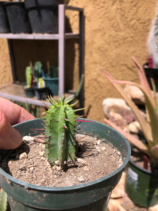 Euphorbia Horrida Noorsveldensis 2" Tall #20R