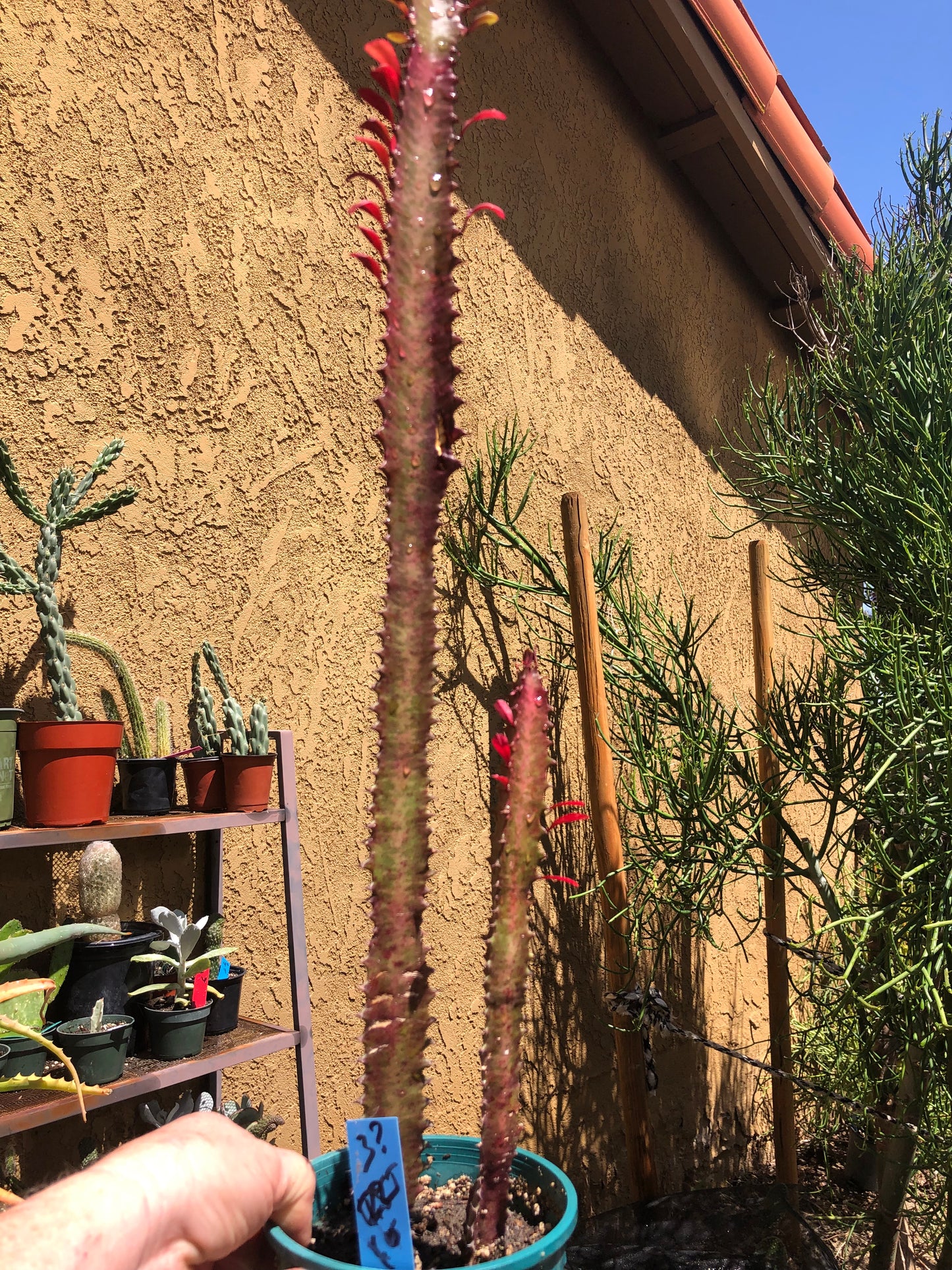 Euphorbia Royal Red Trigona 22”Tall #3B