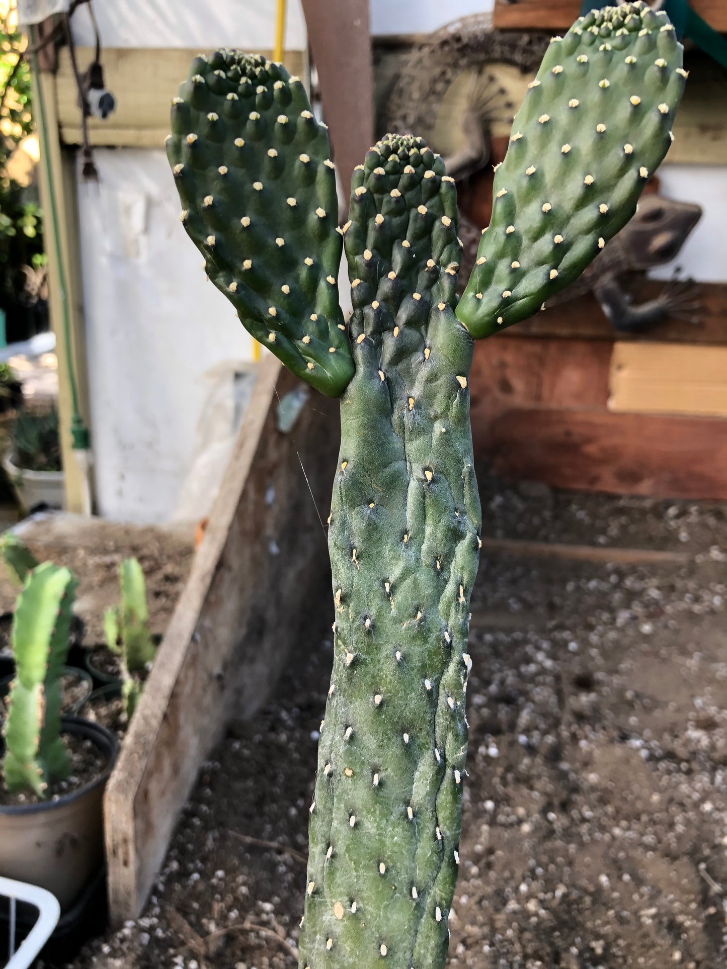 Opuntia Consolea rubescens Road Kill Cactus 15"Tall #150Y