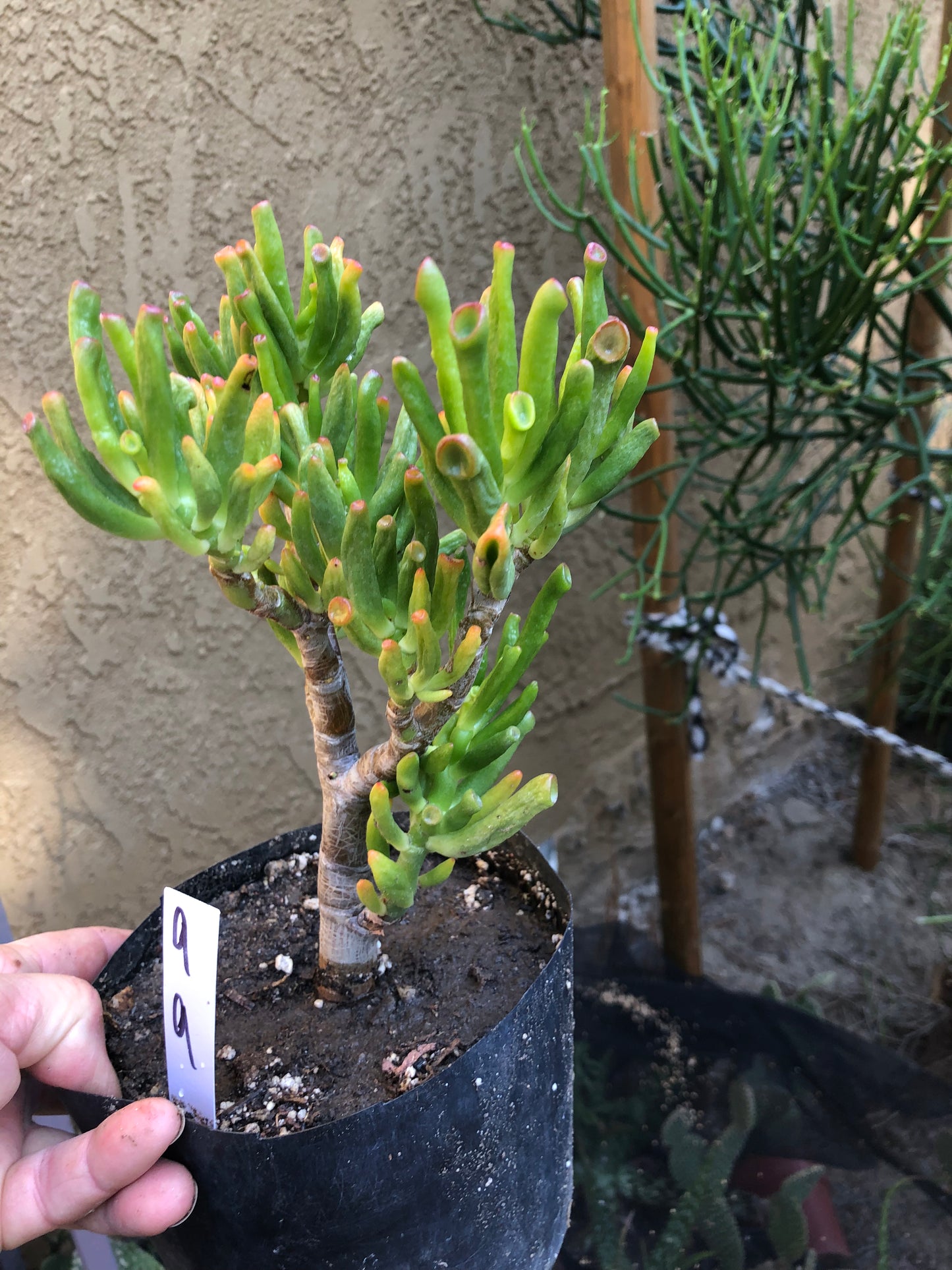 Crassula Gollum Jade Succulent Bonsai Style Living Plant 9”Tall #9W