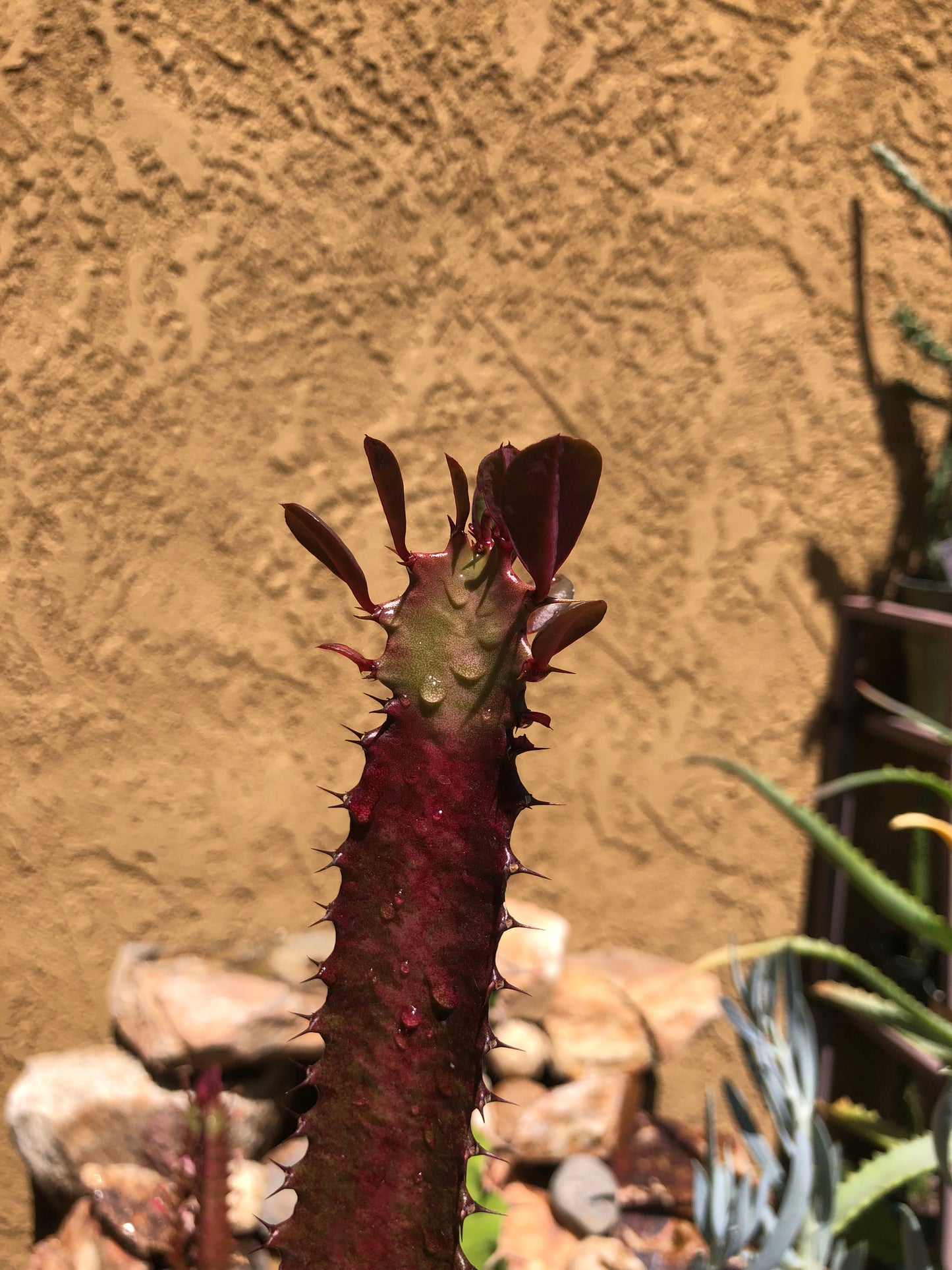 Euphorbia Royal Red Trigona 22”Tall #12Y