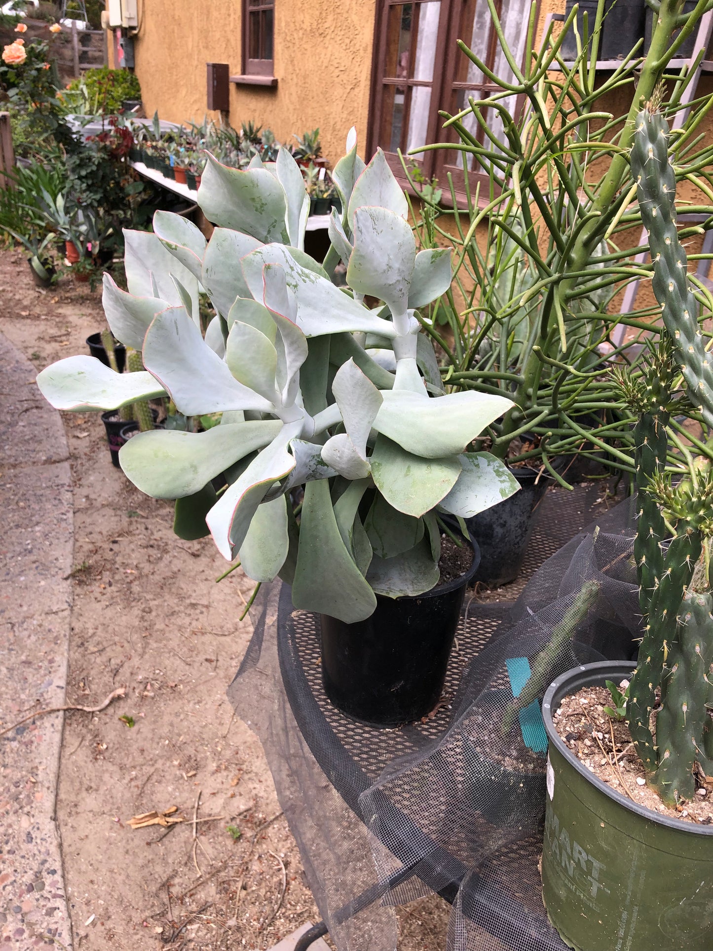 Cotyledon Silver Waves Extra Large Specimen 30"Tall #163P