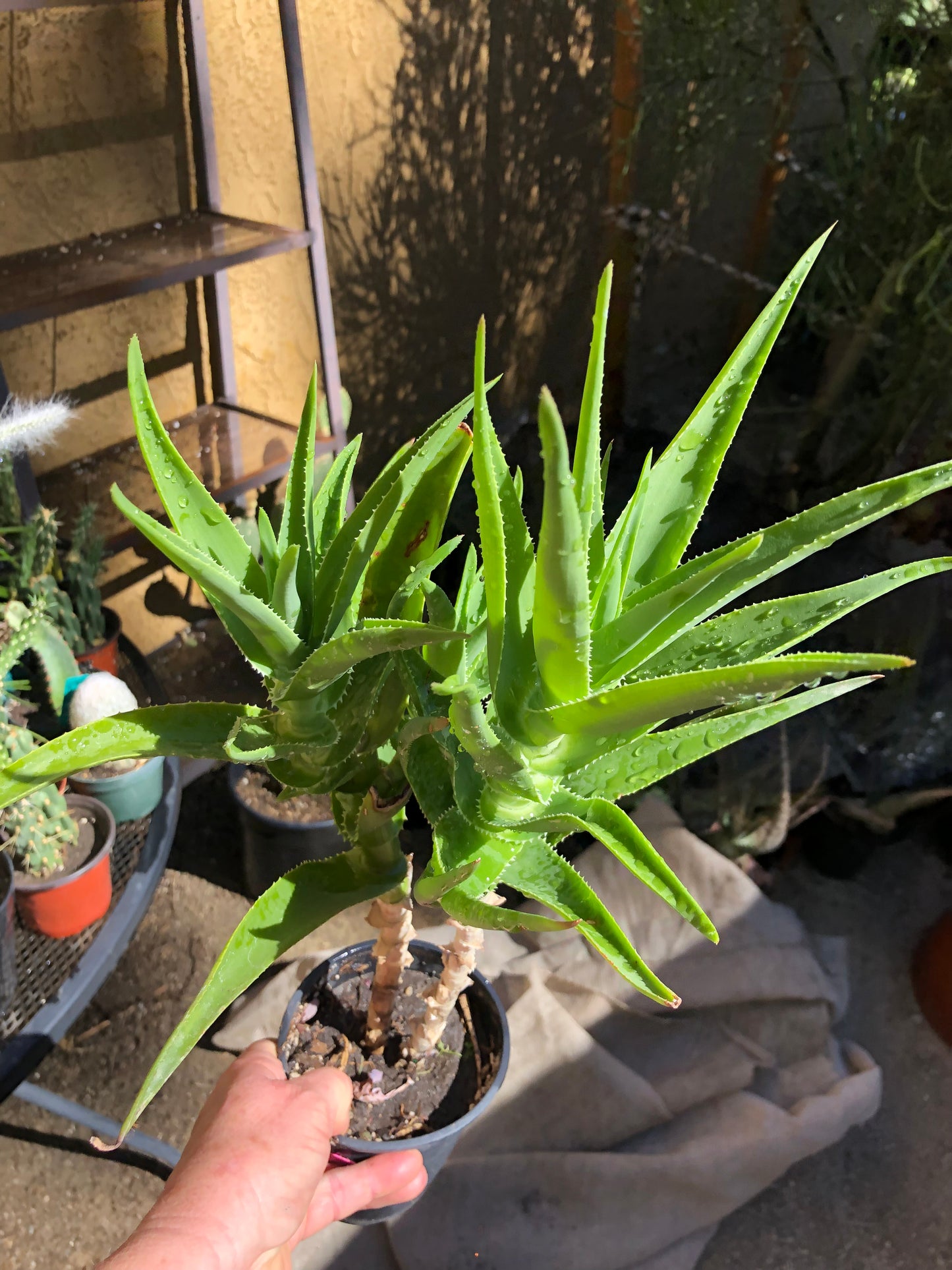 Aloe ciliaris Delaeti 17"Tall #170P