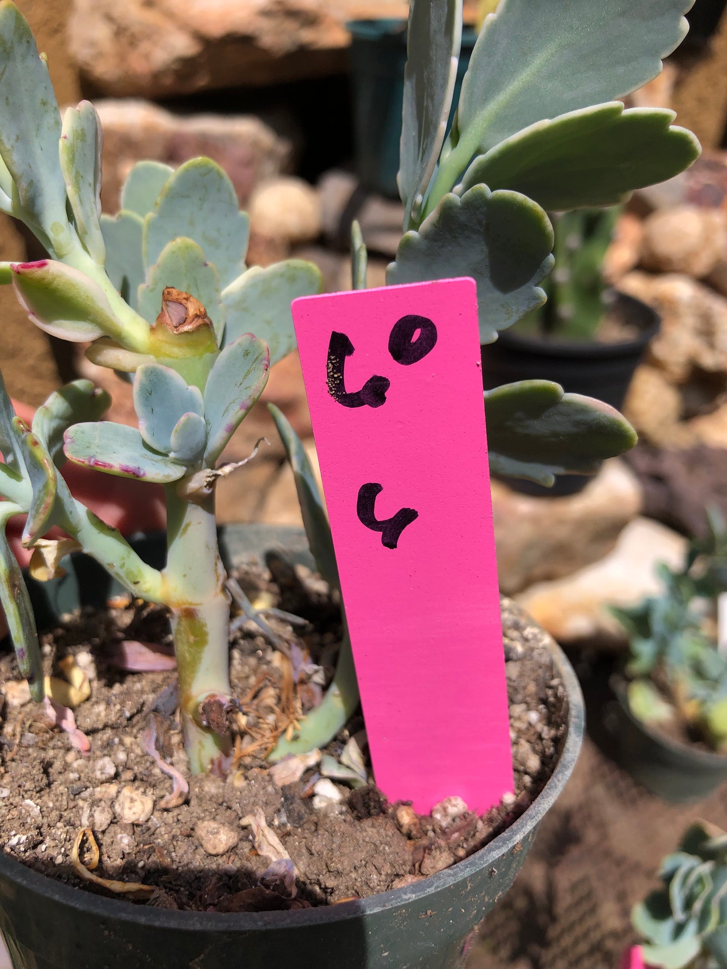 Kalanchoe fedtschenkoi variegata Succulent 6" Tall #60P