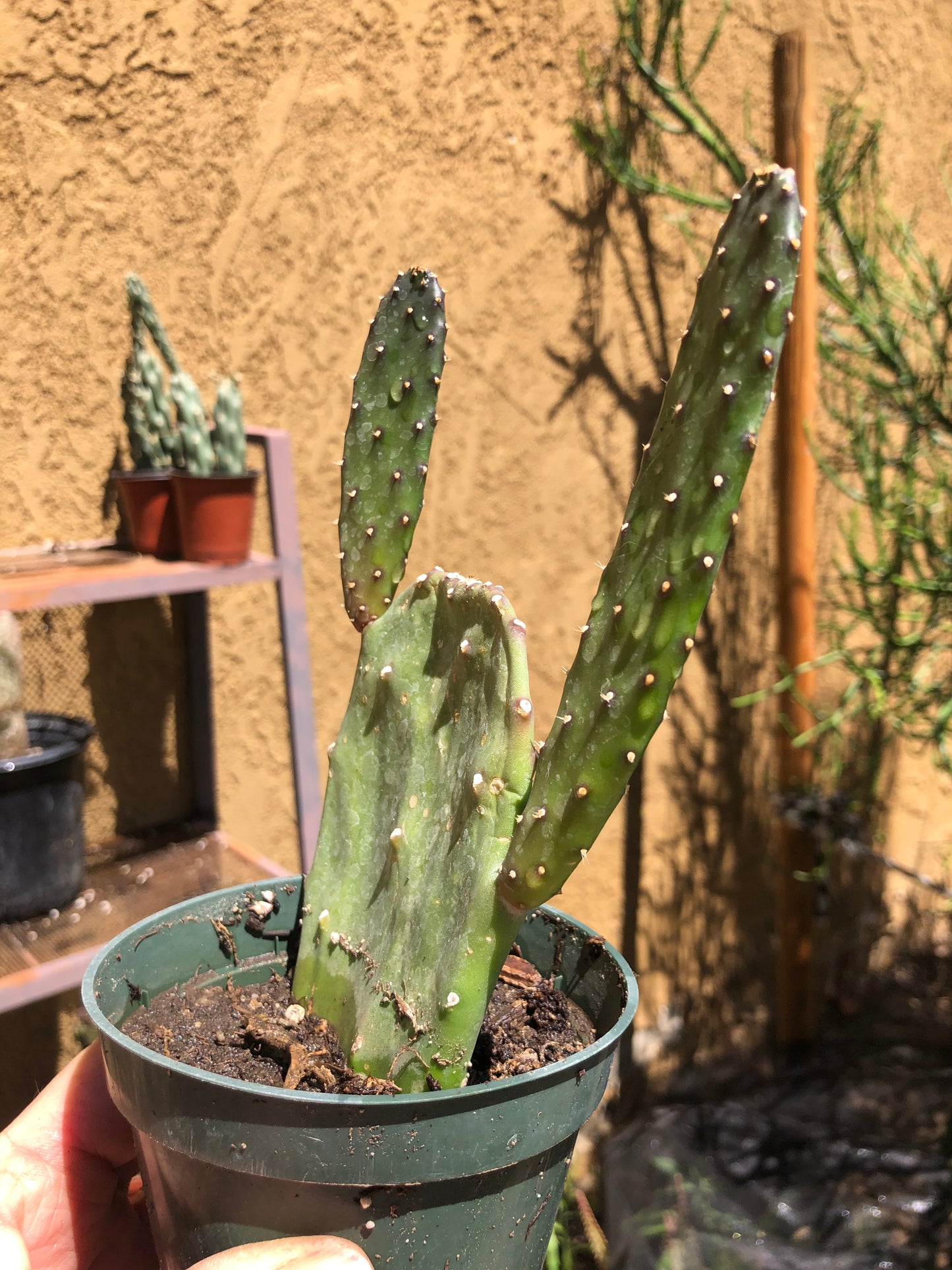 Opuntia Emerald wave Cactus 7”Tall #71G