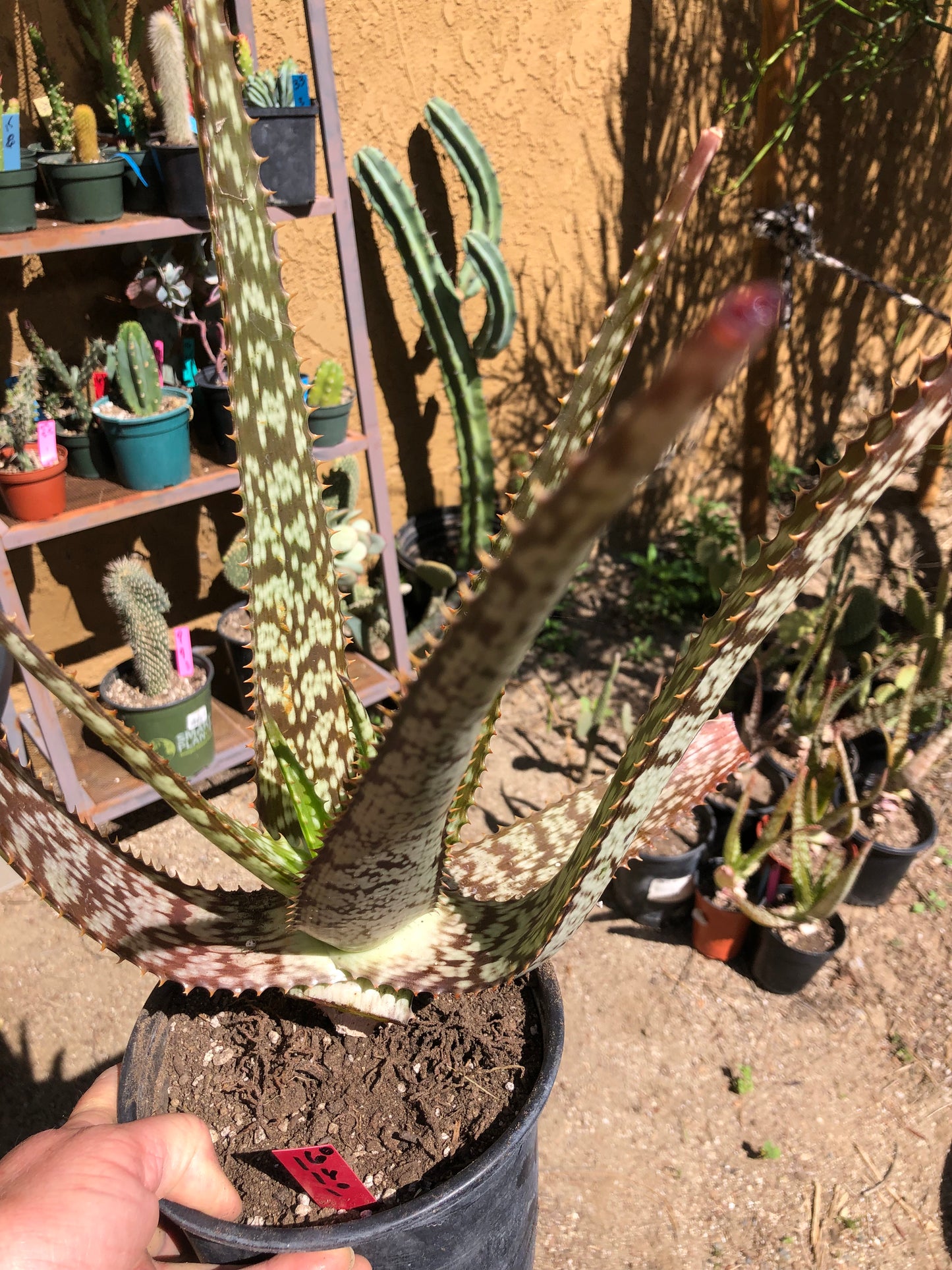 Aloe~ Tiger Stripe Aloe Hybrid 16" Tall #16R