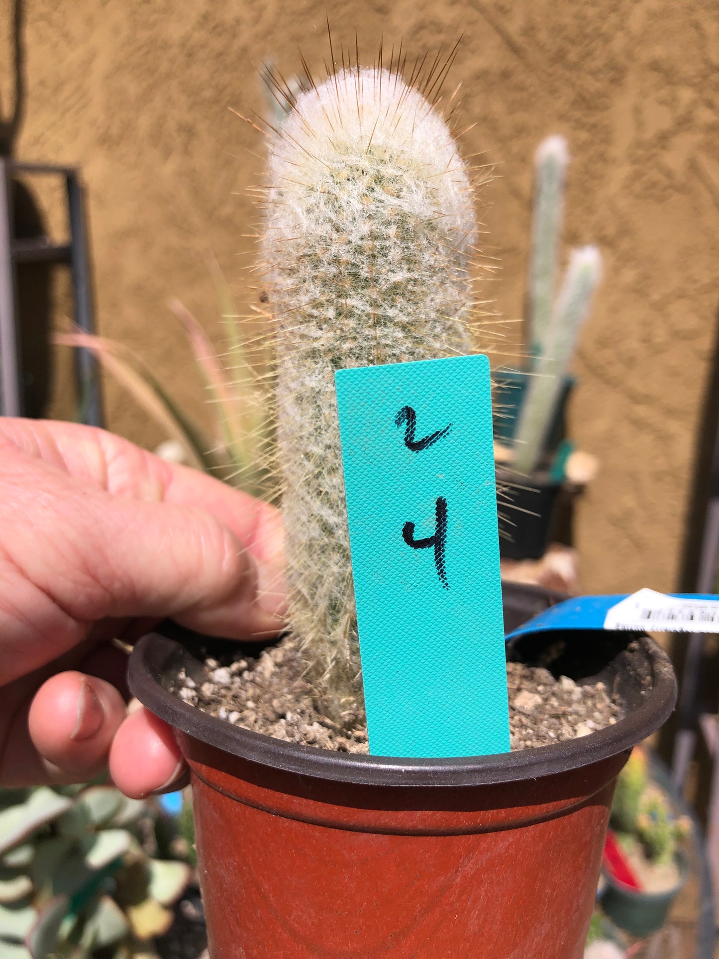 Cleistocactus Strausii Silver Torch Cactus 4”Tall #2G