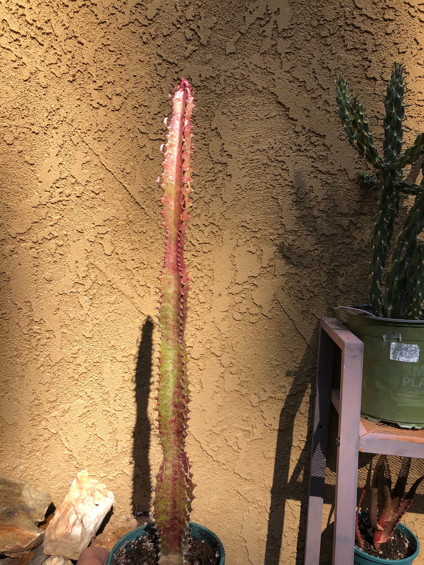 Euphorbia Royal Red Trigona 20”Tall, 12”Tall #9G
