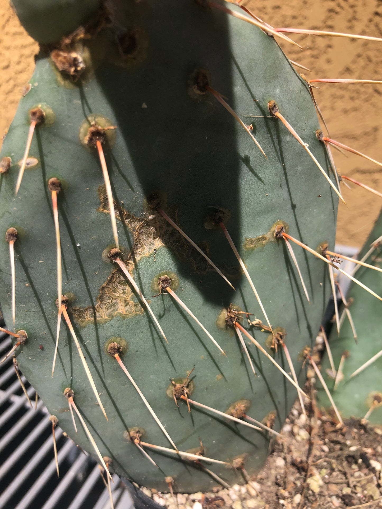 Opuntia engelmannii "Texas Prickly Pear" 20"Tall 13"Wide #203R