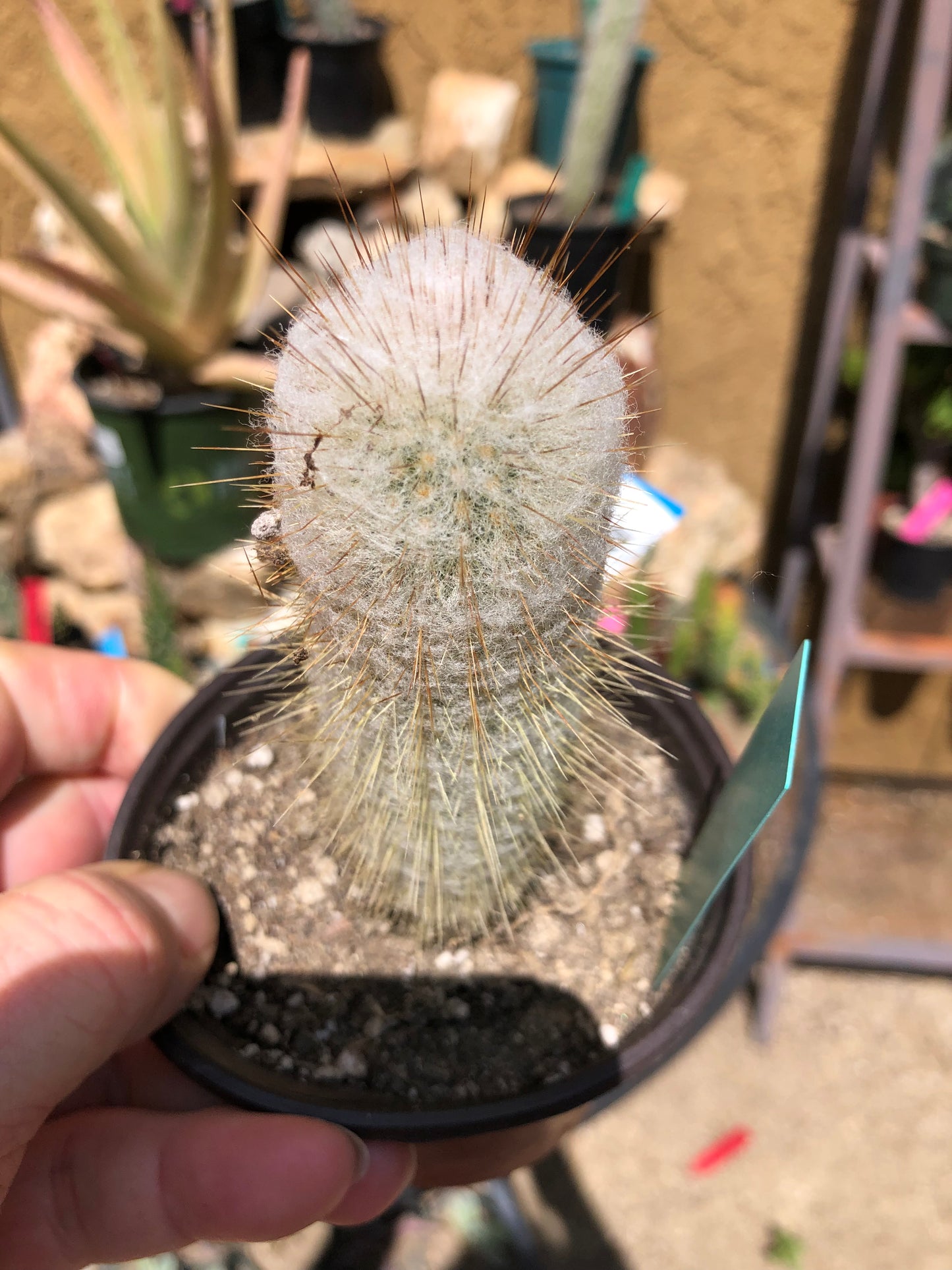 Cleistocactus Strausii Silver Torch Cactus 4”Tall #2G