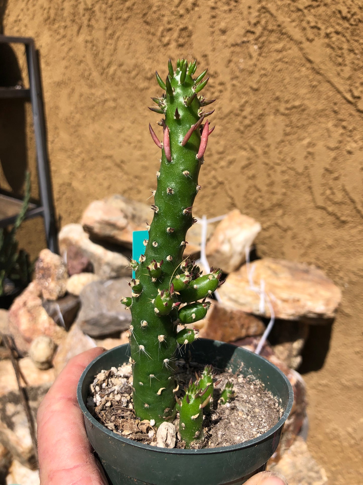 Austrocylindropuntia Cactus Gumbi Mini Eve's Needle 5"Tall  #50G