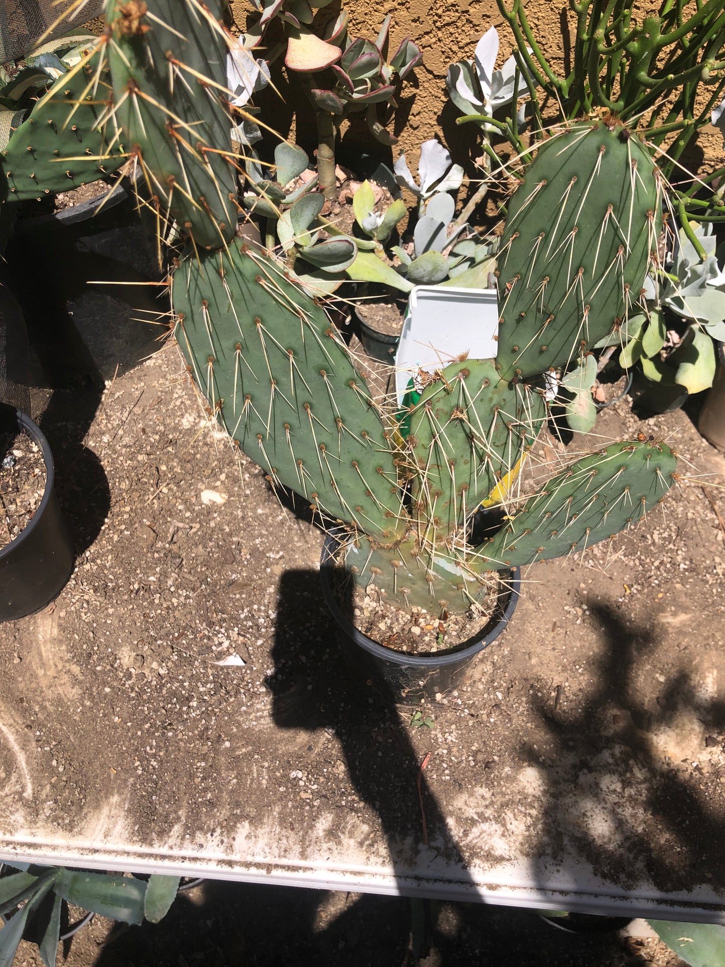 Opuntia engelmannii "Texas Prickly Pear" 20"Tall 12" Wide#200G