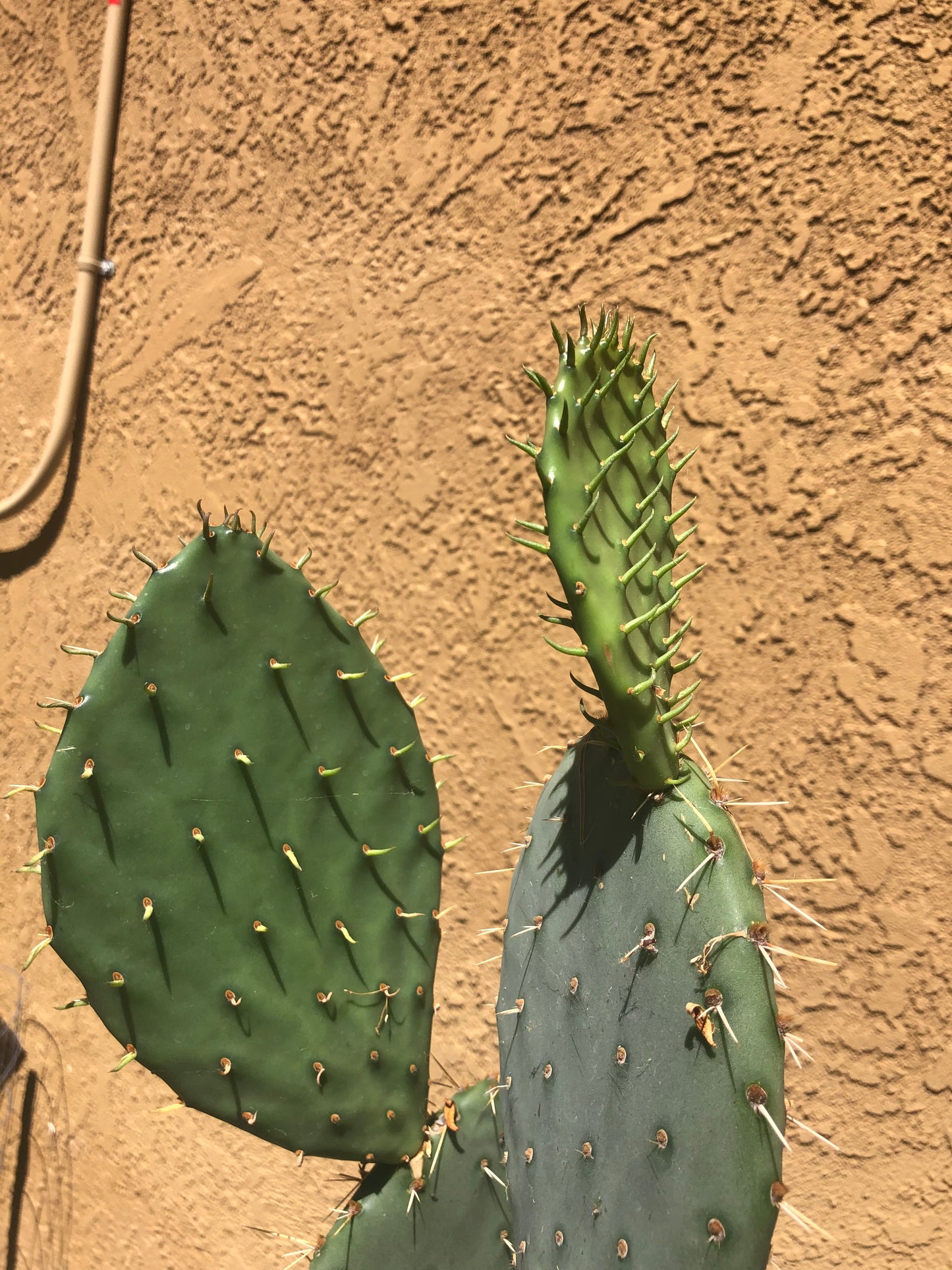 Opuntia engelmannii "Texas Prickly Pear" 23"Tall 14"Wide #234Y