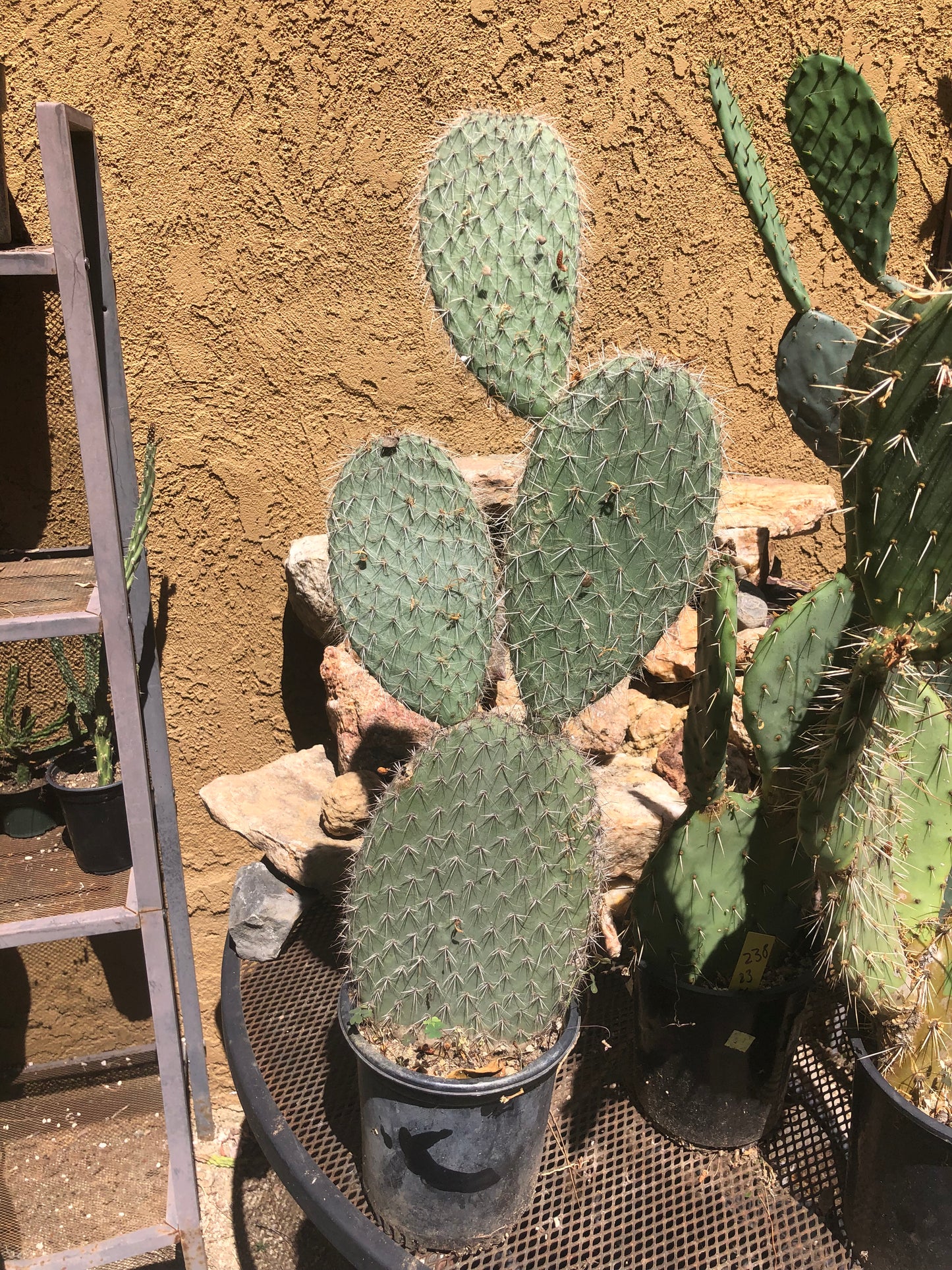 Opuntia engelmannii "White Thorned Prickly Pear" 24"Tall 10" Wide #241B