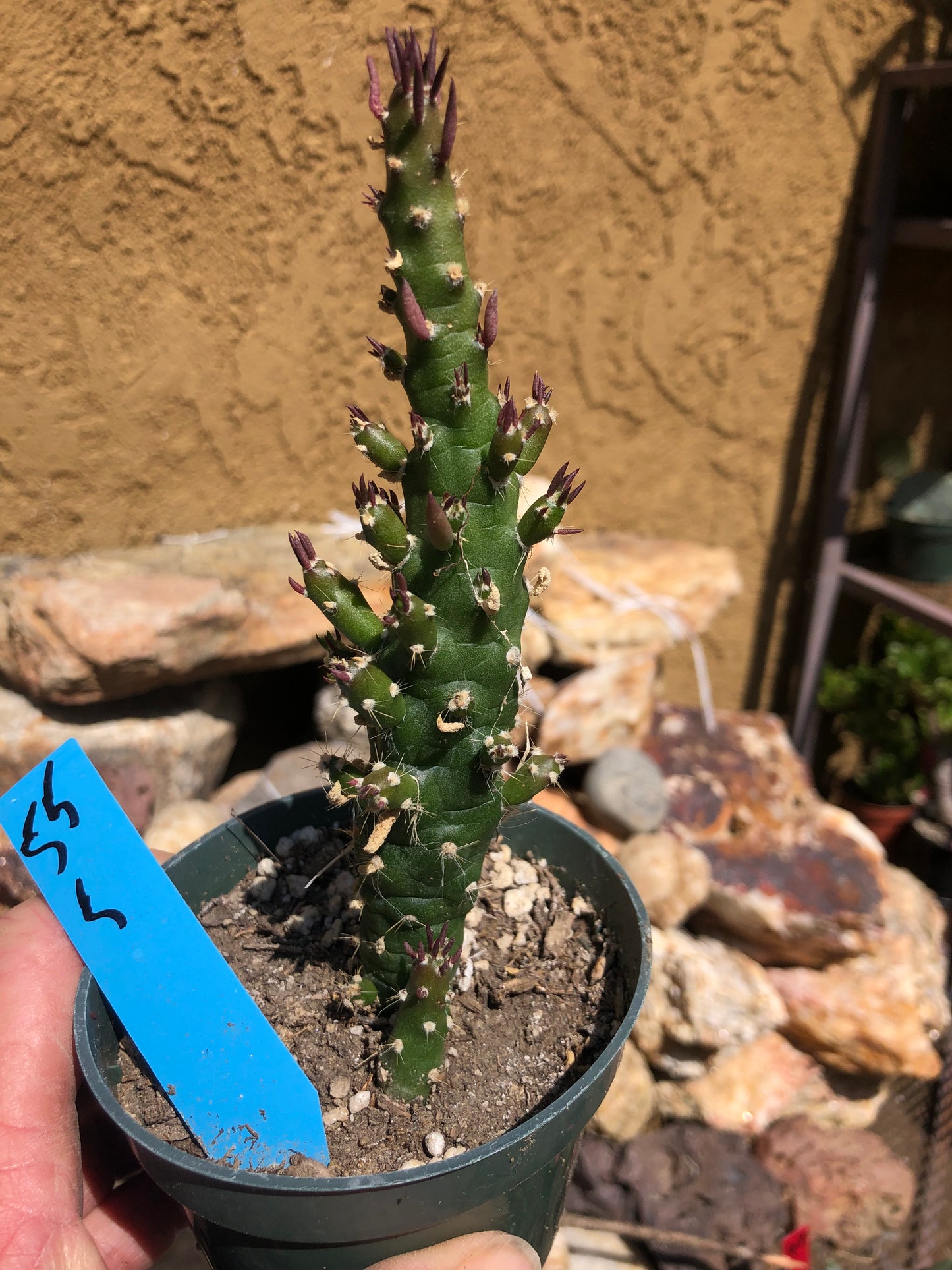 Austrocylindropuntia Cactus Gumbi Mini Eve's Needle 5"Tall  #55B