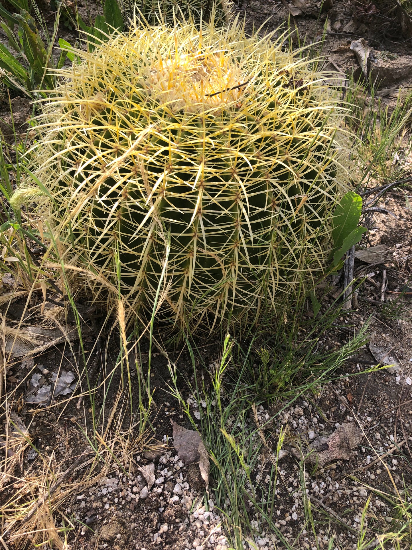 Echinocactus grusonii Golden Barrel 13"W