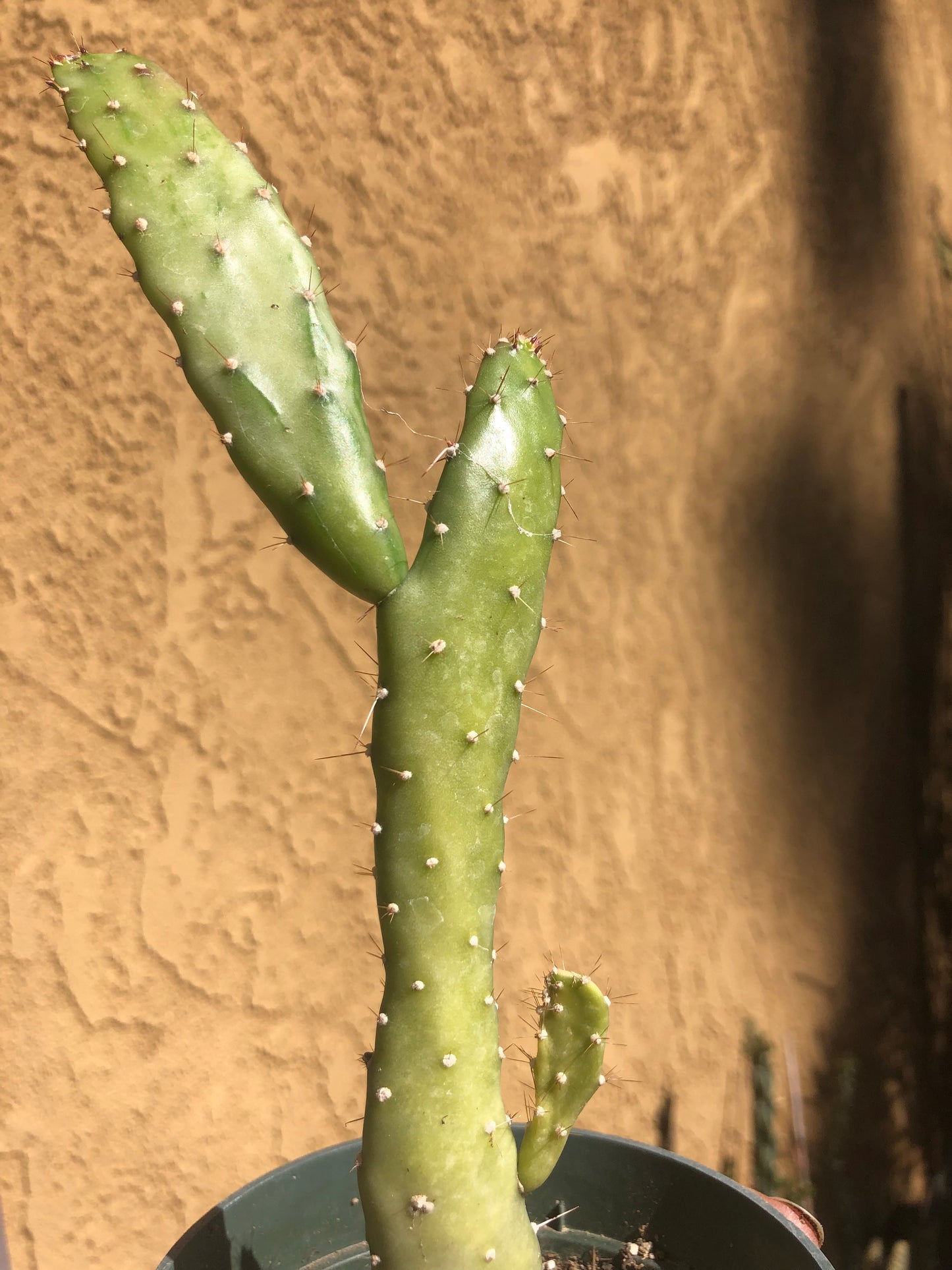 Opuntia monacantha  "Joseph's Coat" Cactus 8"Tall #80W