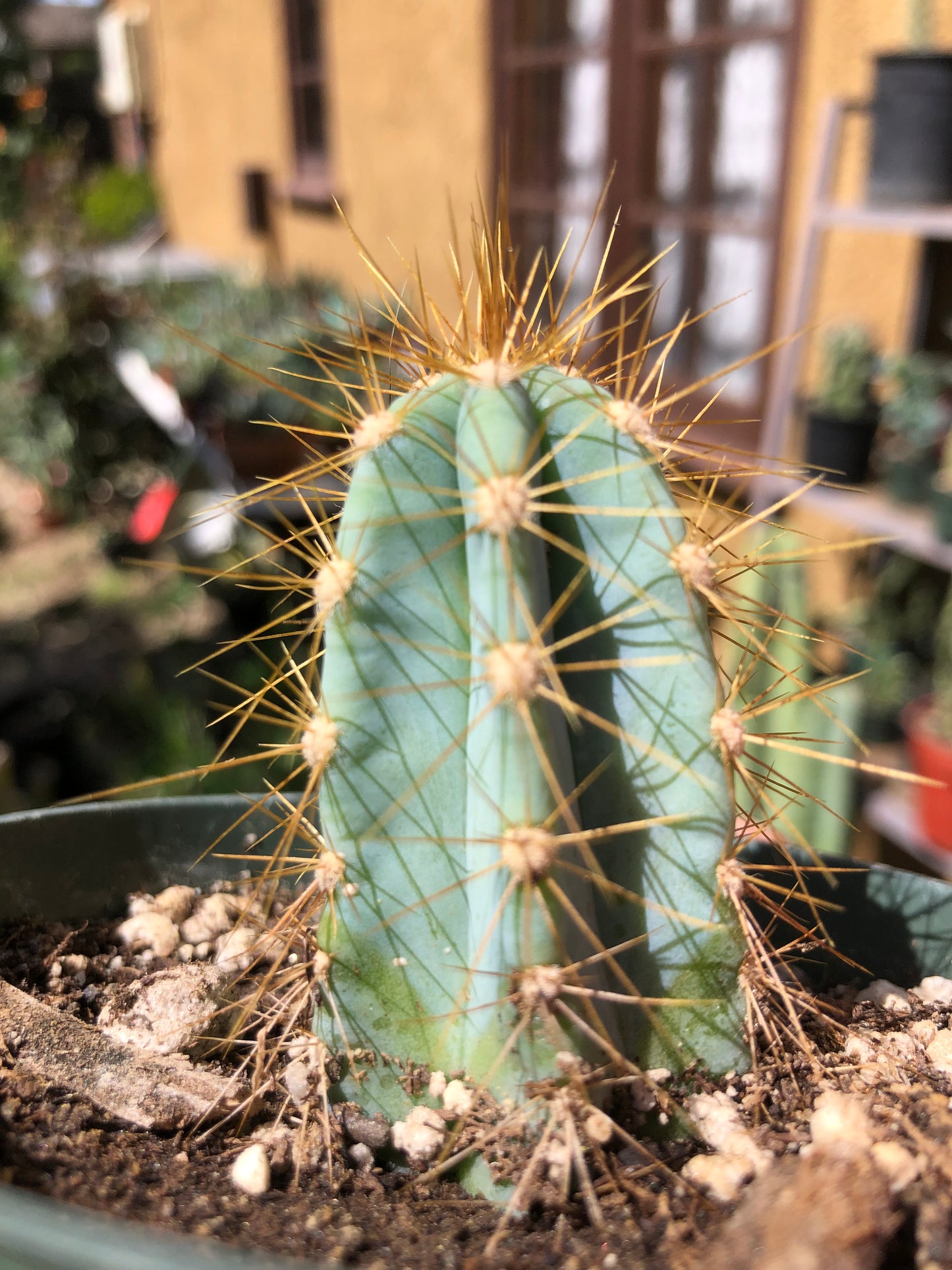 Pilosocereus Blue Azureus Cactus 2"Tall #21P