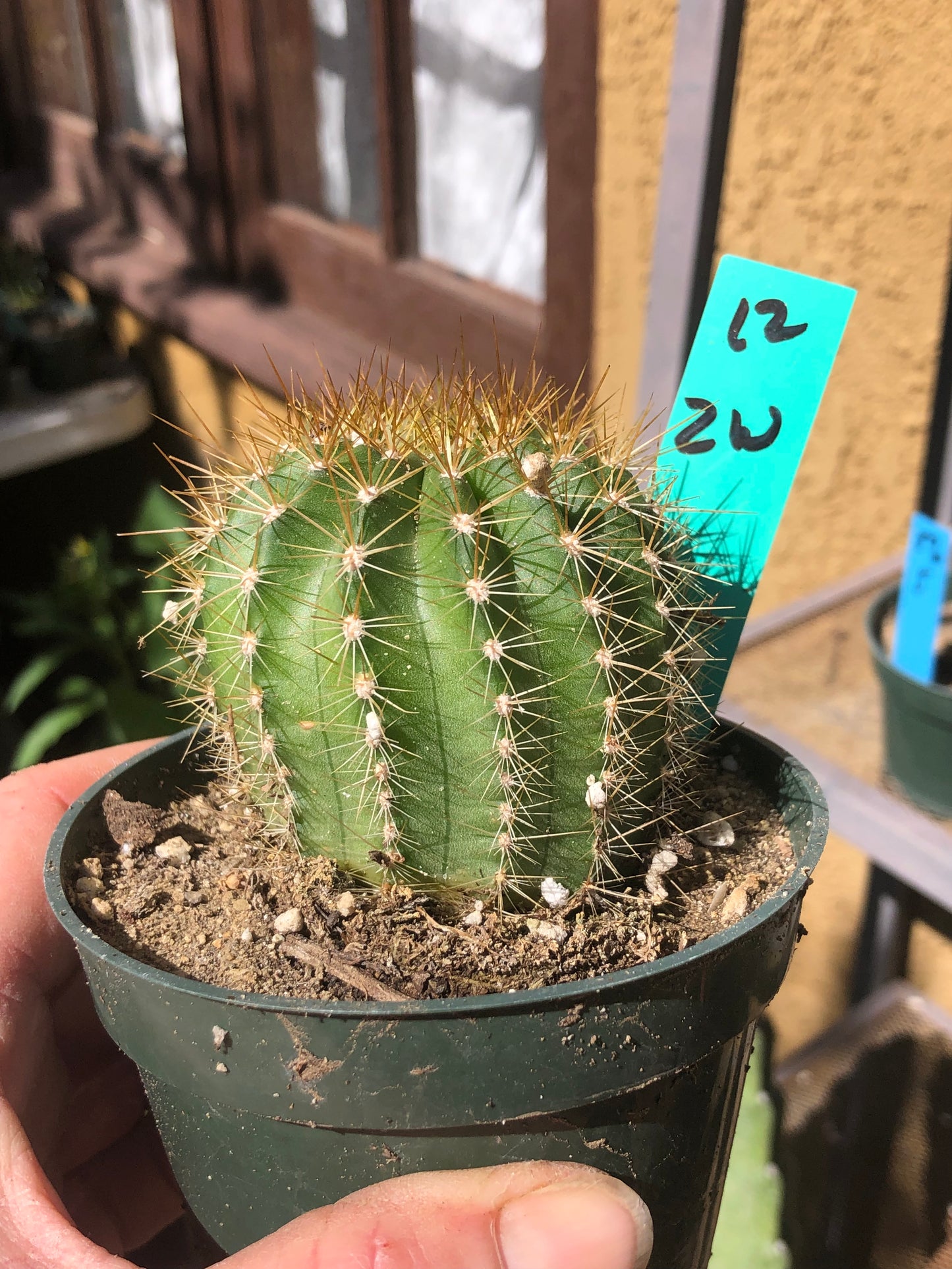 Trichocereus grandiflorus Torch 2” Wide #12G