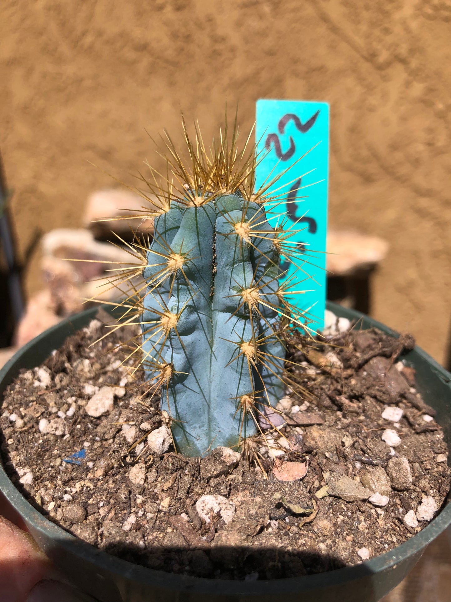 Pilosocereus Blue Azureus Cactus 2.5"Tall #22G