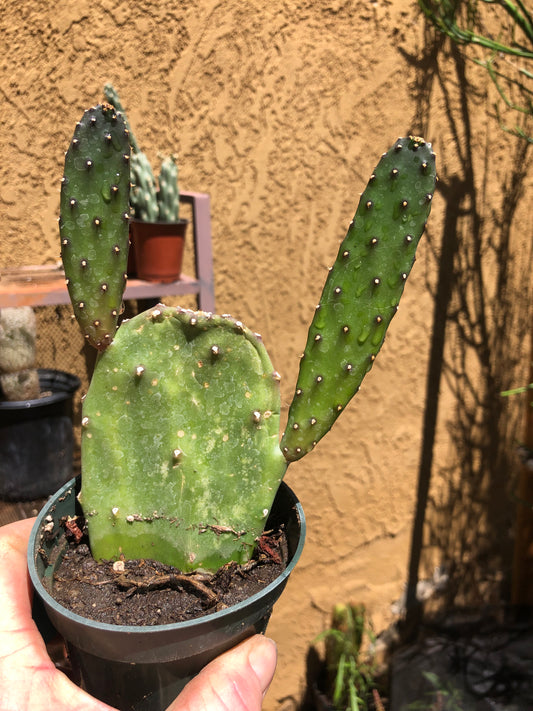 Opuntia Emerald wave Cactus 7”Tall #71G