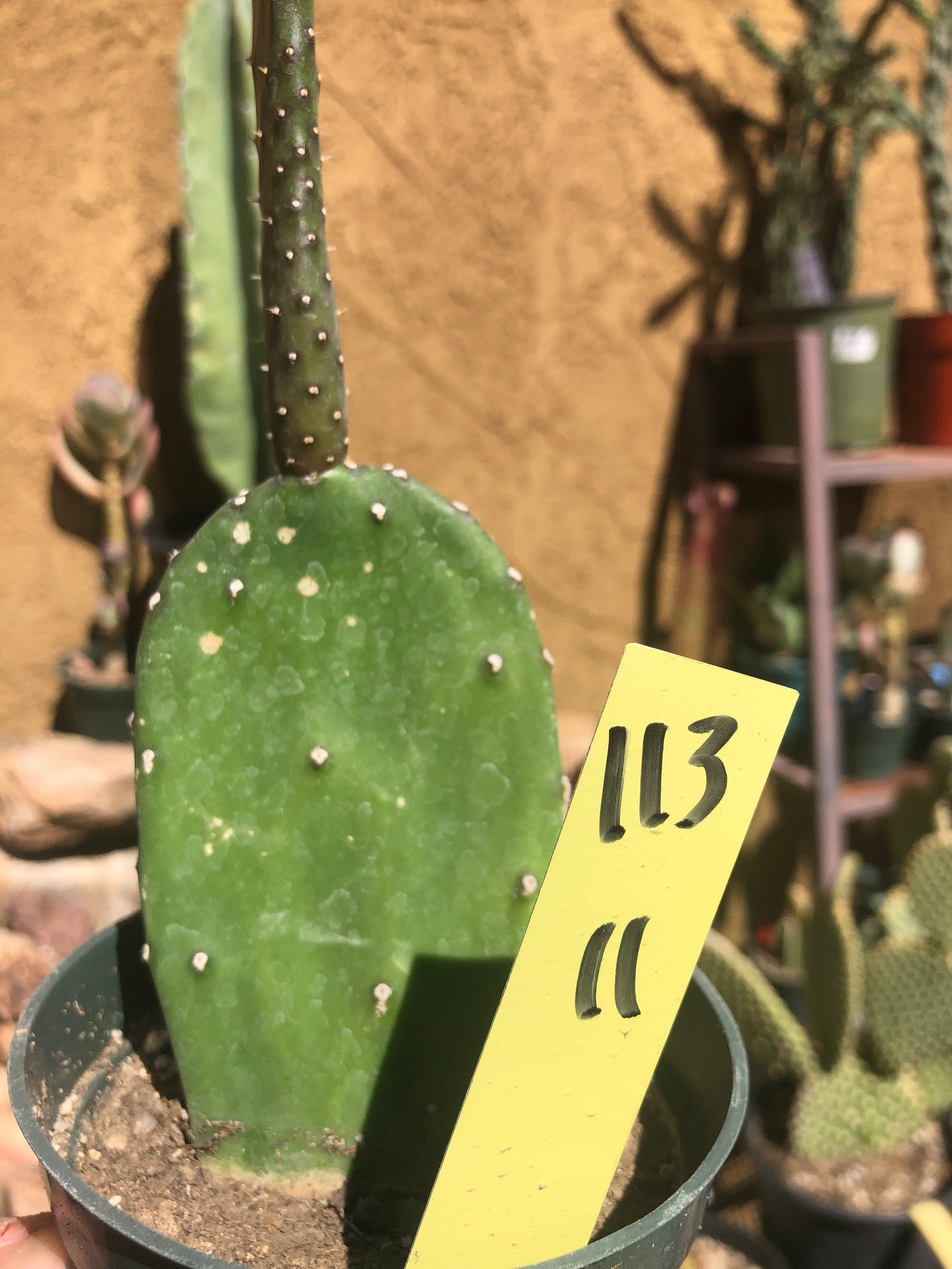 Opuntia Emerald wave Cactus 11”Tall #113Y