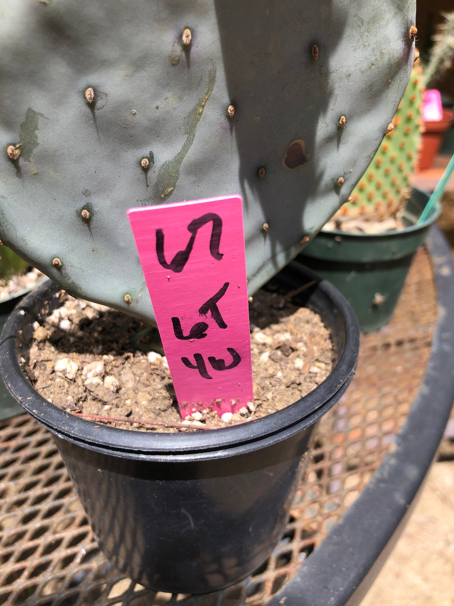 Opuntia Santa Rita Purple Prickly Pear 6"Tall #67P