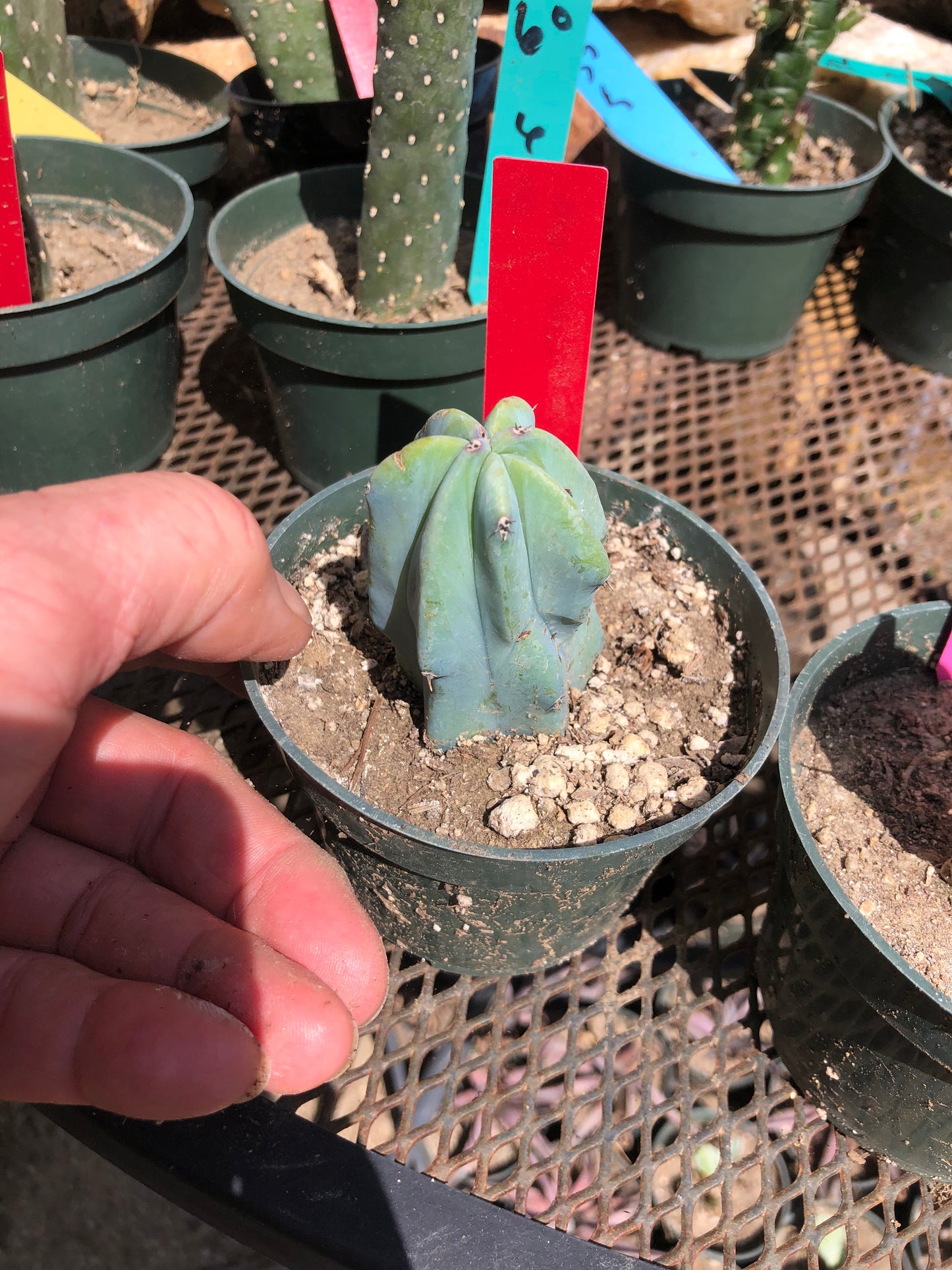 Myrtillocactus geometrizans Blue Myrtle Cactus 3"Tall #32R
