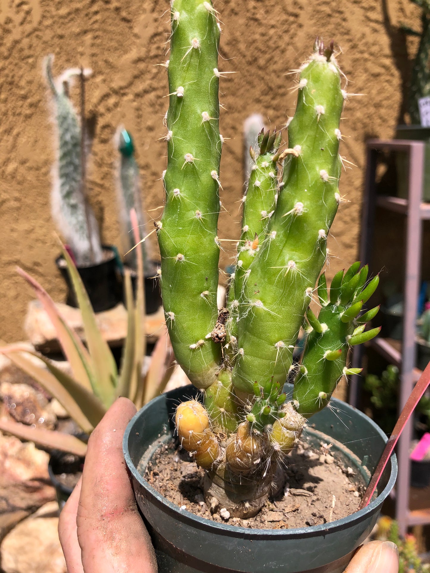 Austrocylindropuntia Cactus Gumbi Mini Eve's Needle 7"Tall #77R