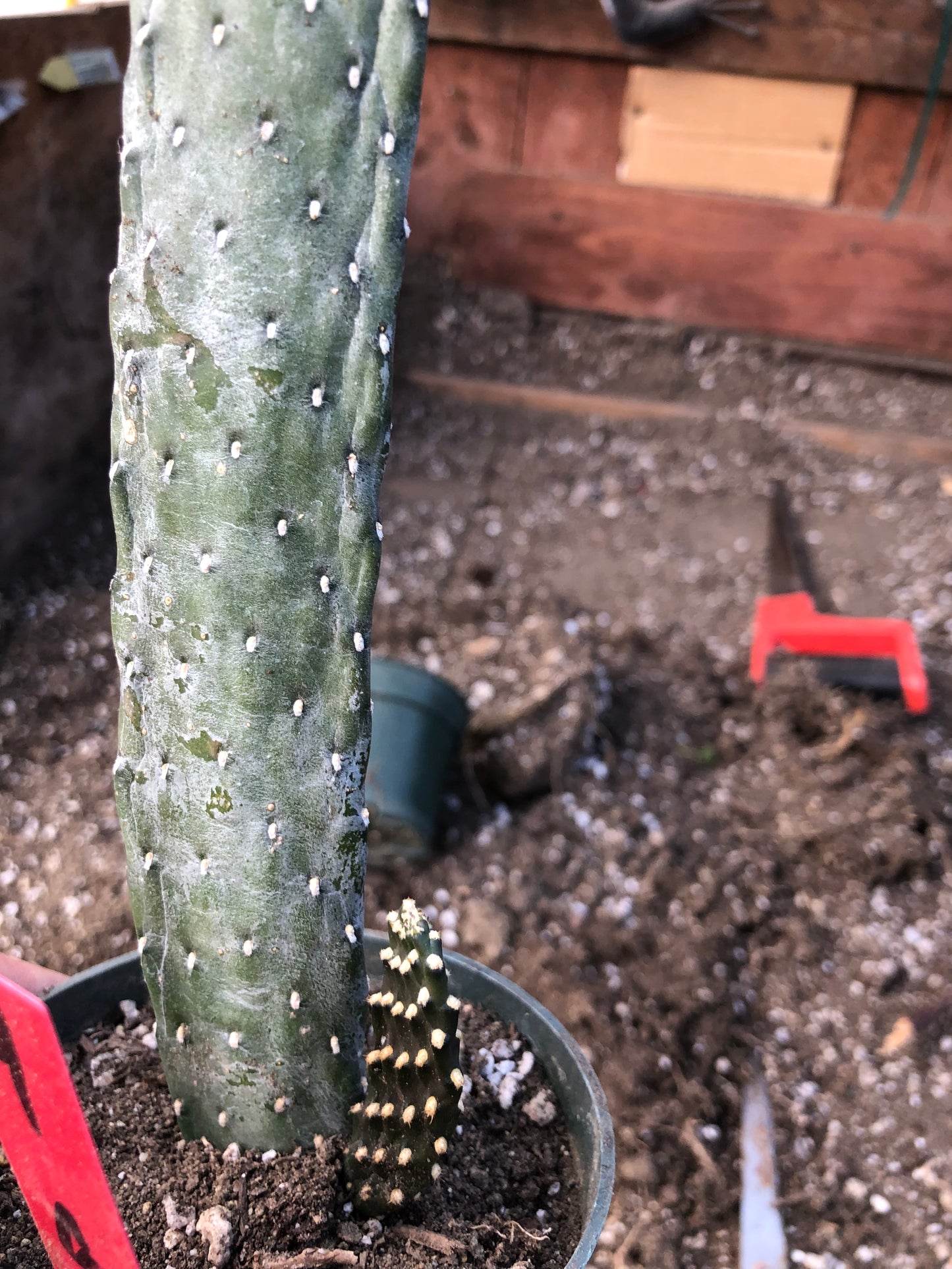 Opuntia Consolea rubescens Road Kill Cactus 9"Tall #9R