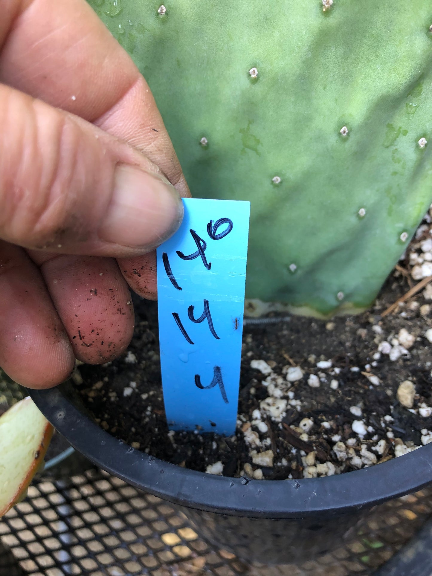 Opuntia Nopal Verde Semi Spineless 14”Tall #140B