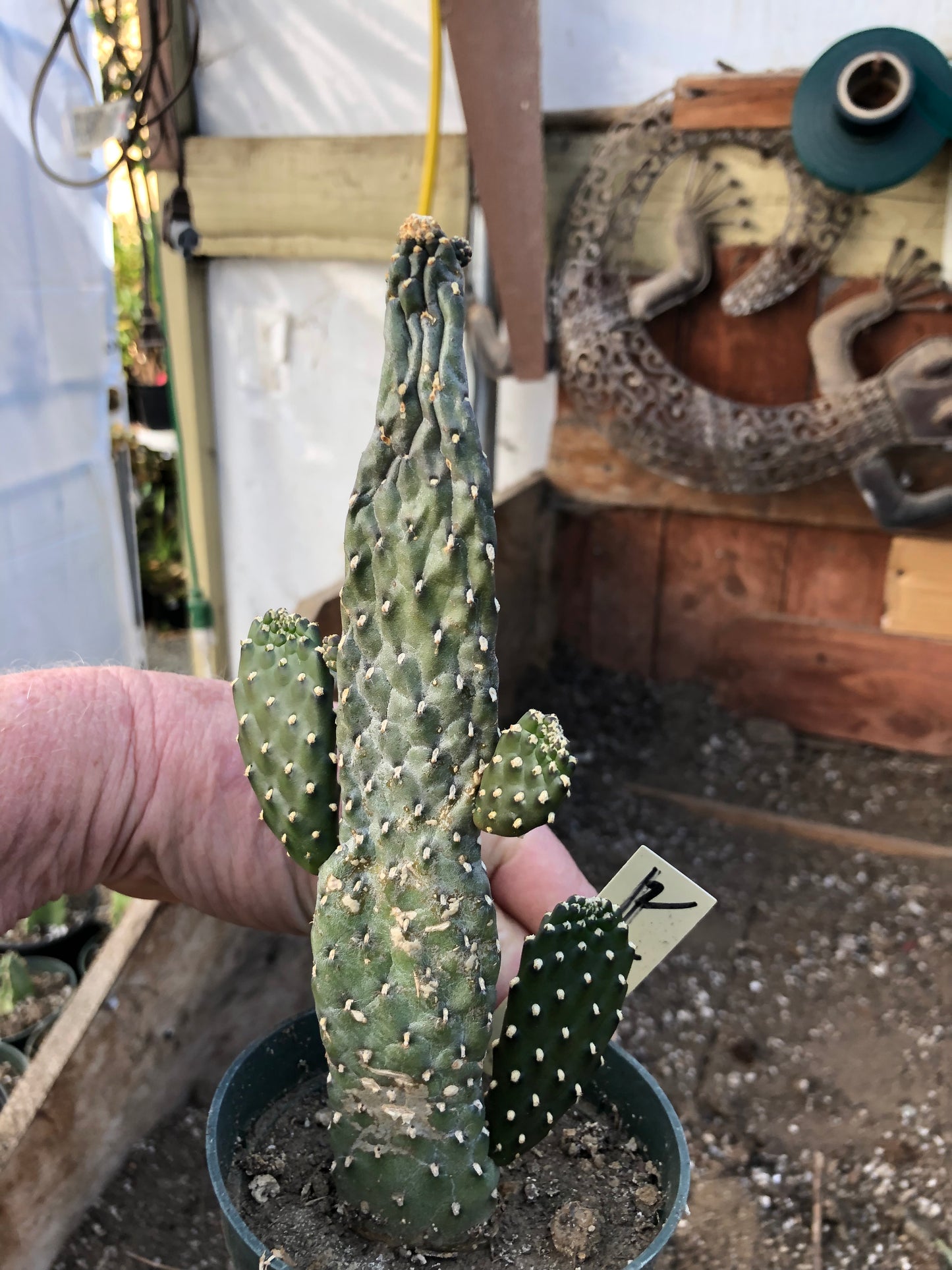 Opuntia Consolea rubescens Road Kill Cactus 8"Tall #80Y