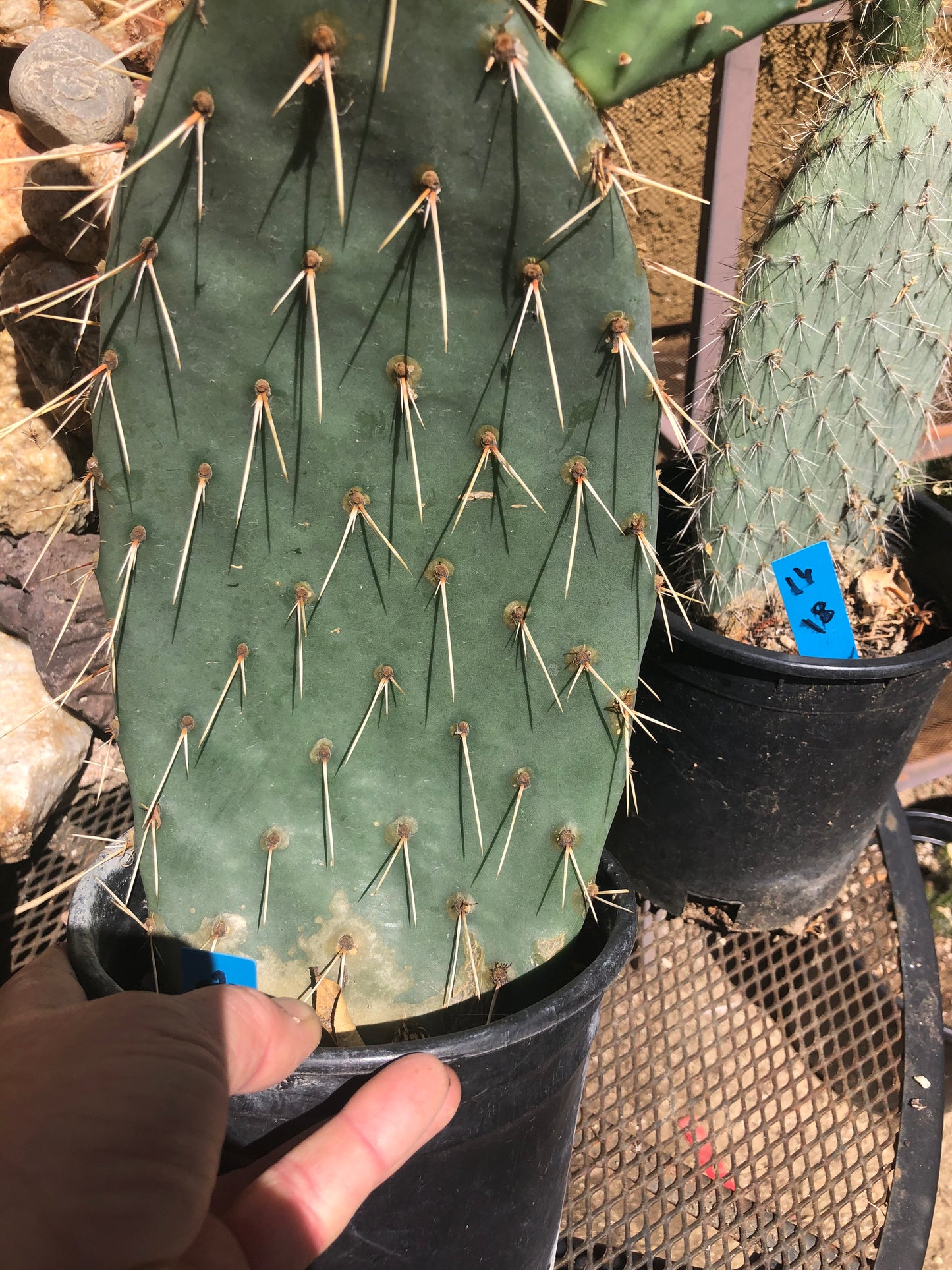 Opuntia engelmannii "Texas Prickly Pear" 29"Tall 21"Wide#292G