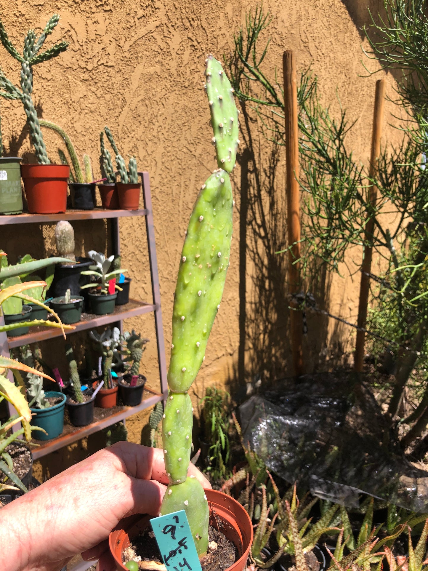 Opuntia canterae elata Ground Crawler 14"Tall #9G