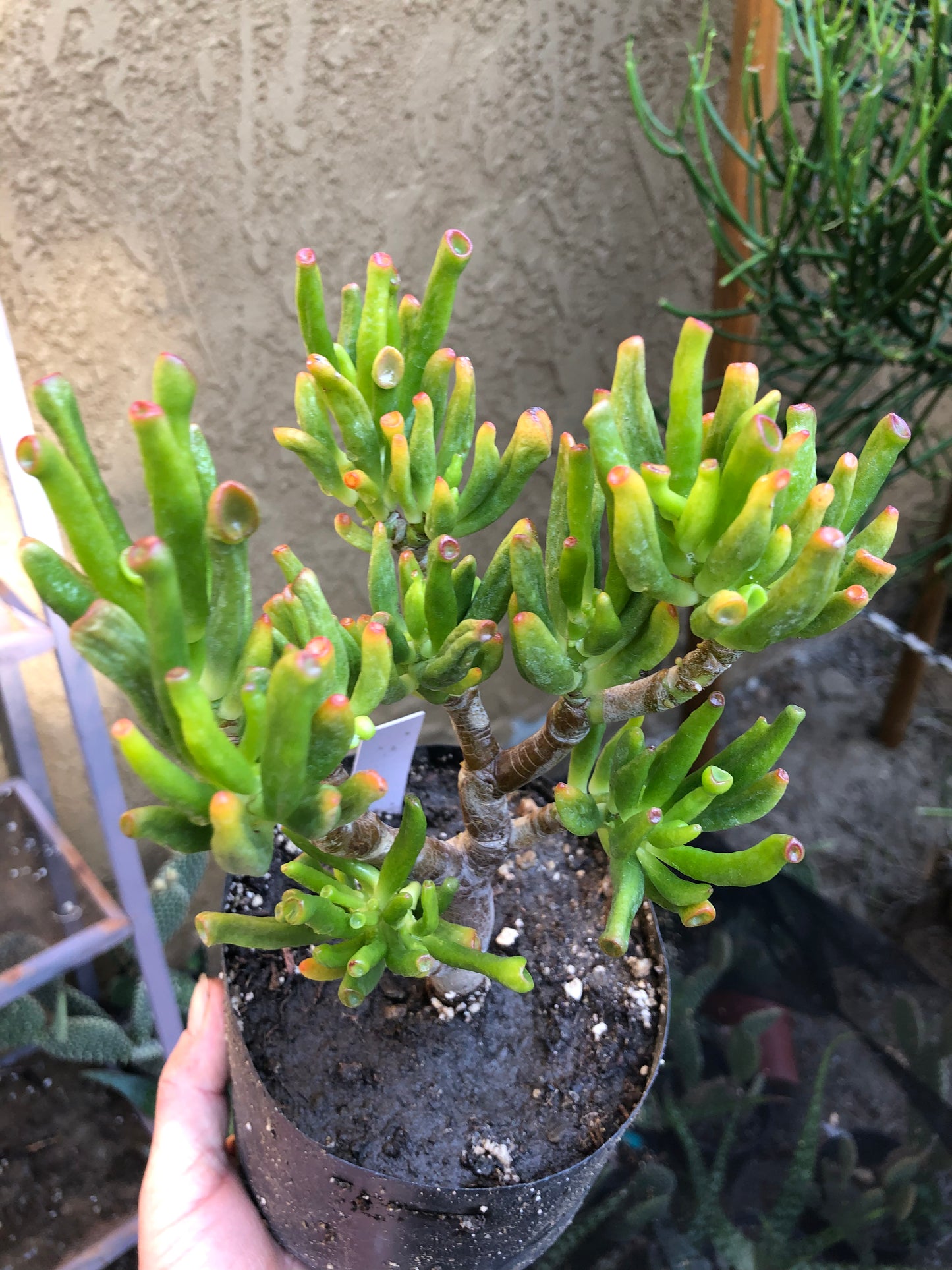 Crassula Gollum Jade Succulent Bonsai Style Living Plant 9”Tall #9W