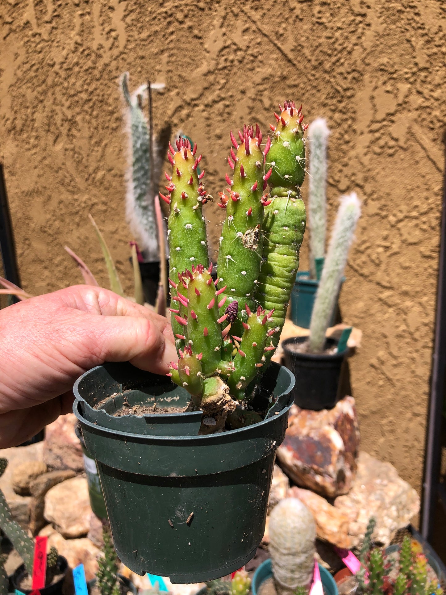 Austrocylindropuntia Cactus Gumbi Mini Eve's Needle 6"Tall #115Y